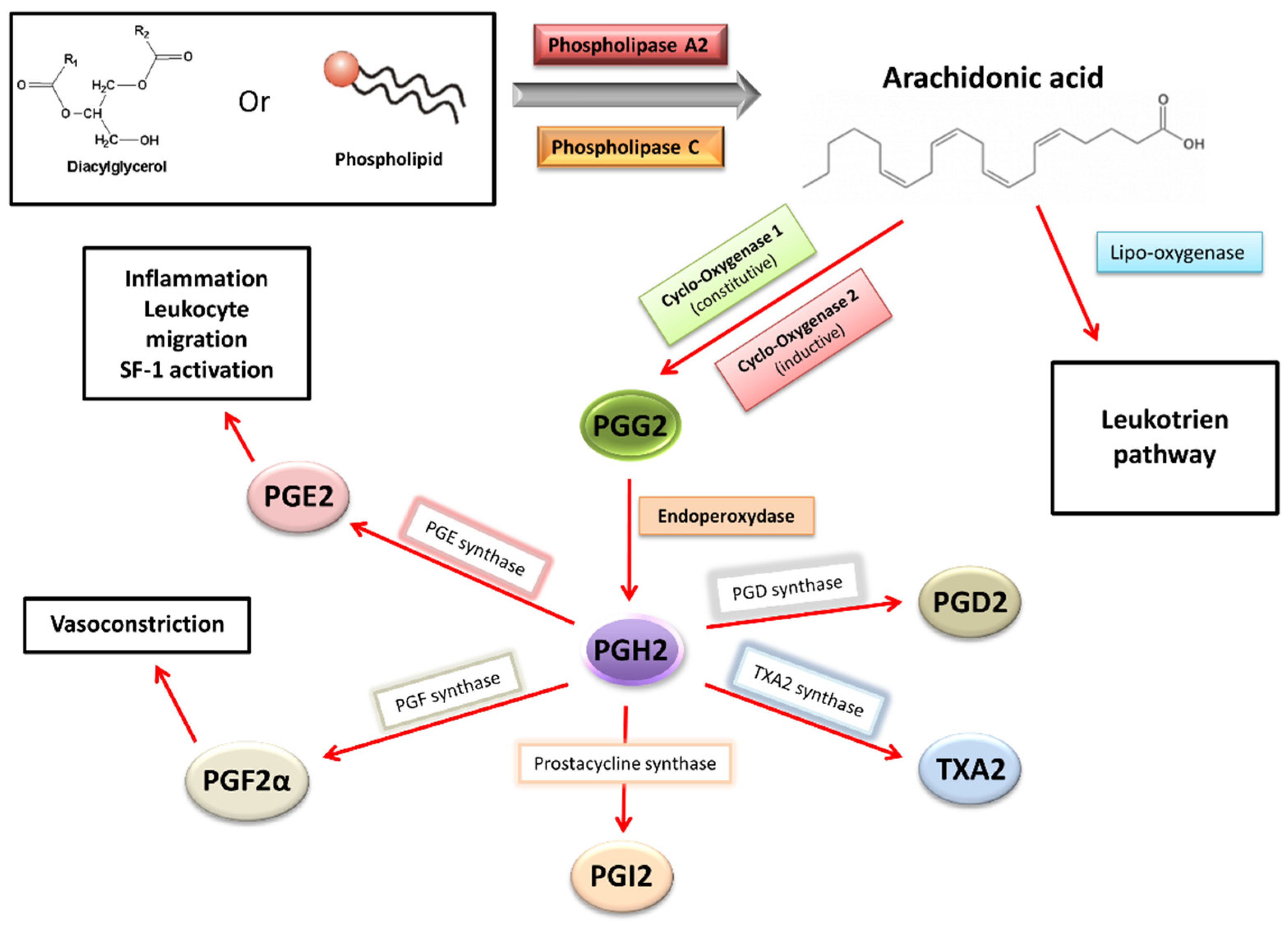 Biomedicines 11 00978 g002
