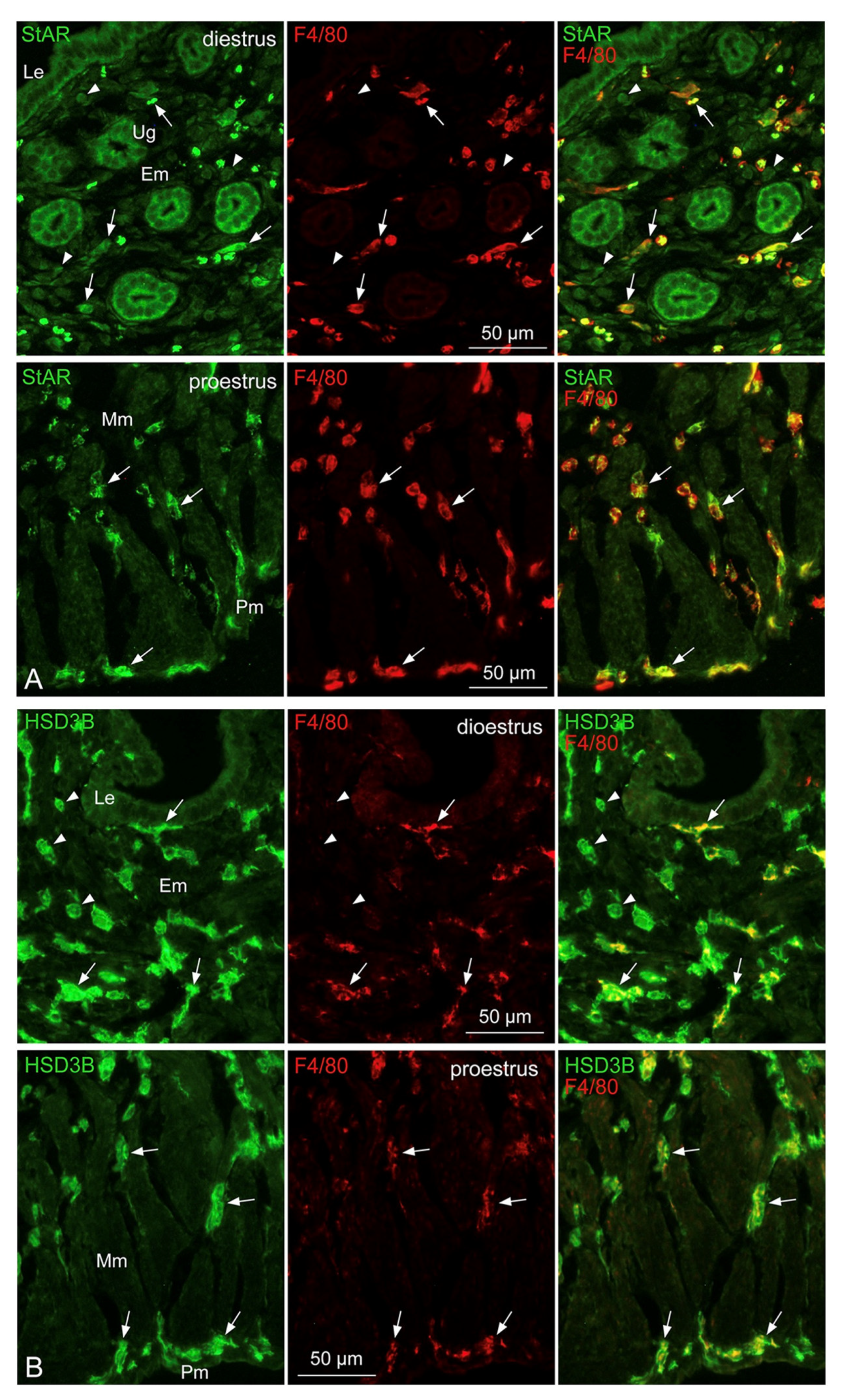 Biomedicines 11 00985 g007 Biomedicines 11 00985 g007