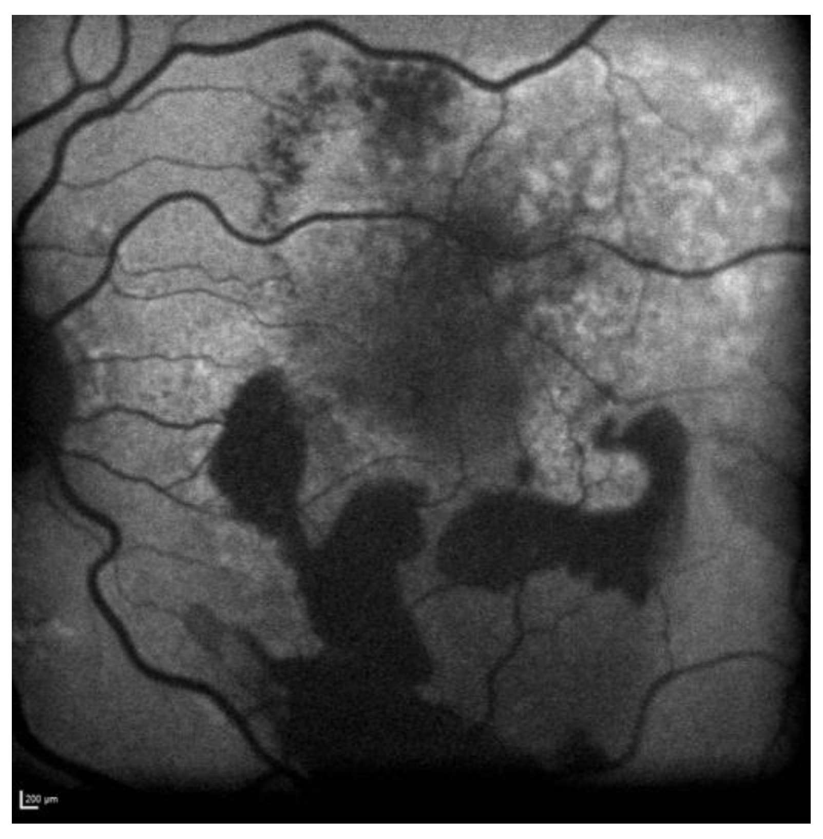 Biomedicines 11 00988 g008