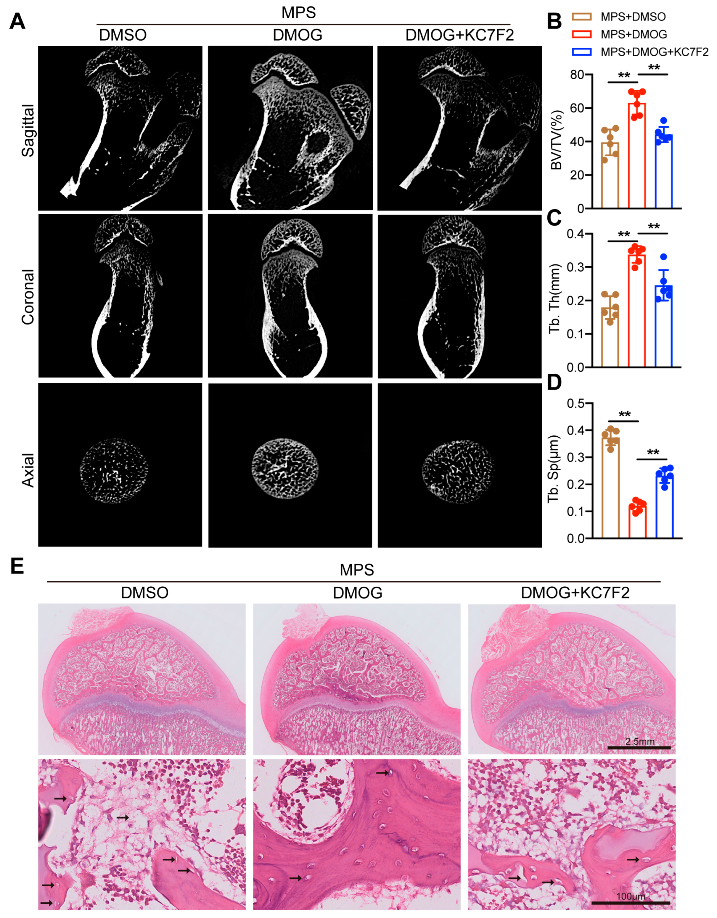 Biomedicines 11 00992 g004 Biomedicines 11 00992 g004