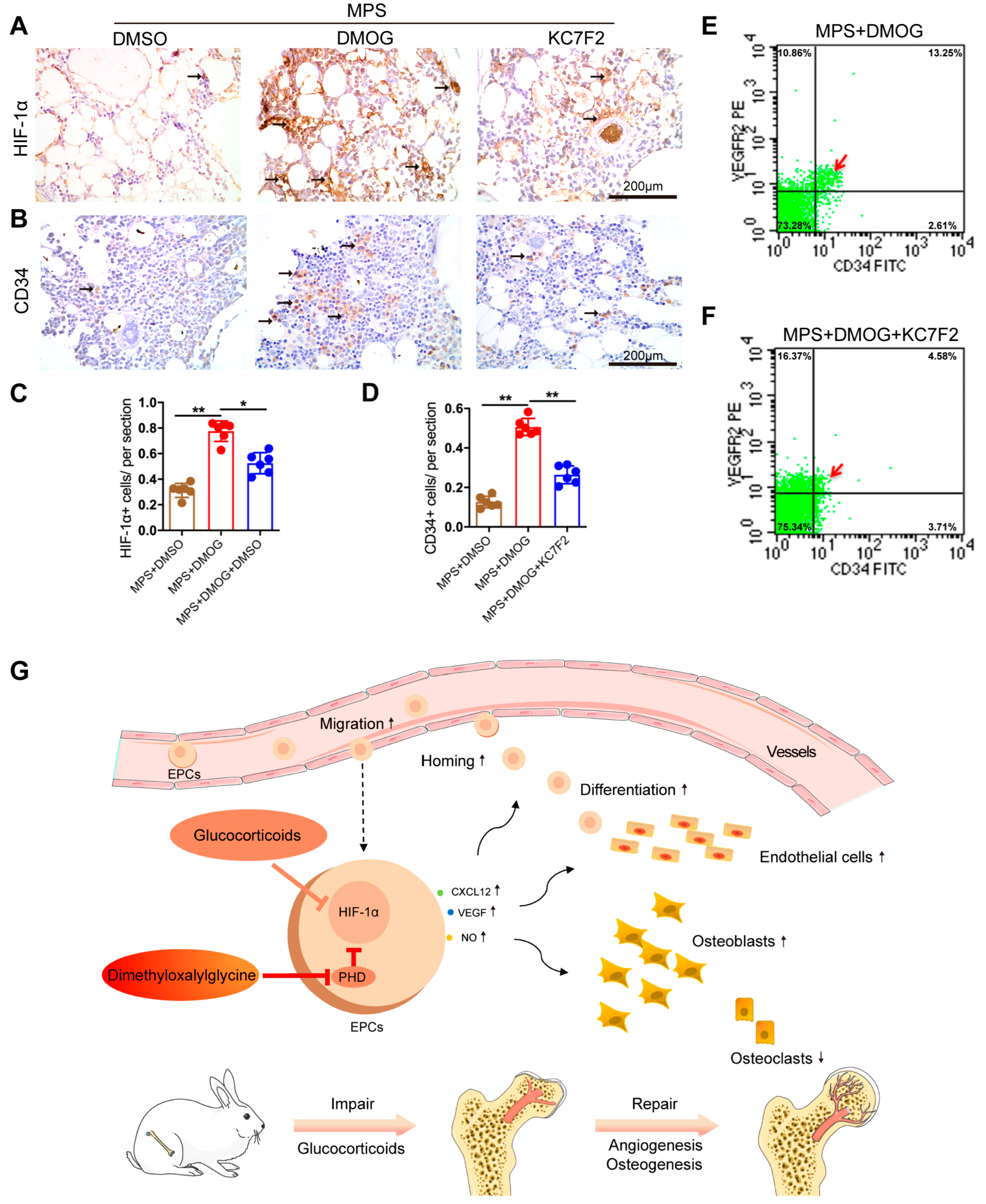 Biomedicines 11 00992 g006 Biomedicines 11 00992 g006