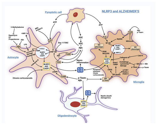 Biomedicines | Free Full-Text | NLRP3 Inflammasome’s 