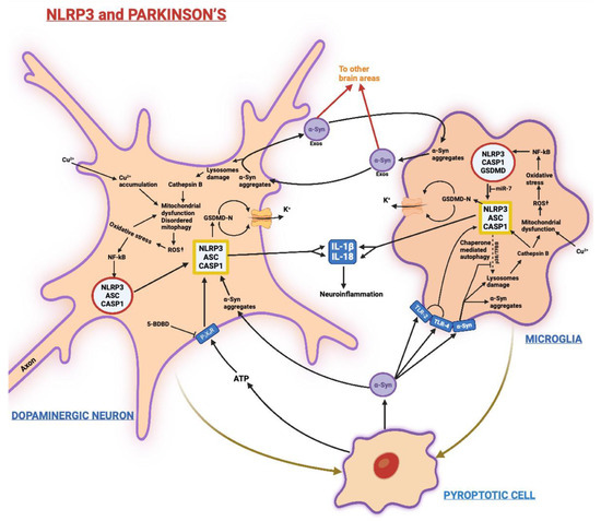 NLRP3 Inflammasome's Activation in Acute and Chronic Brain
