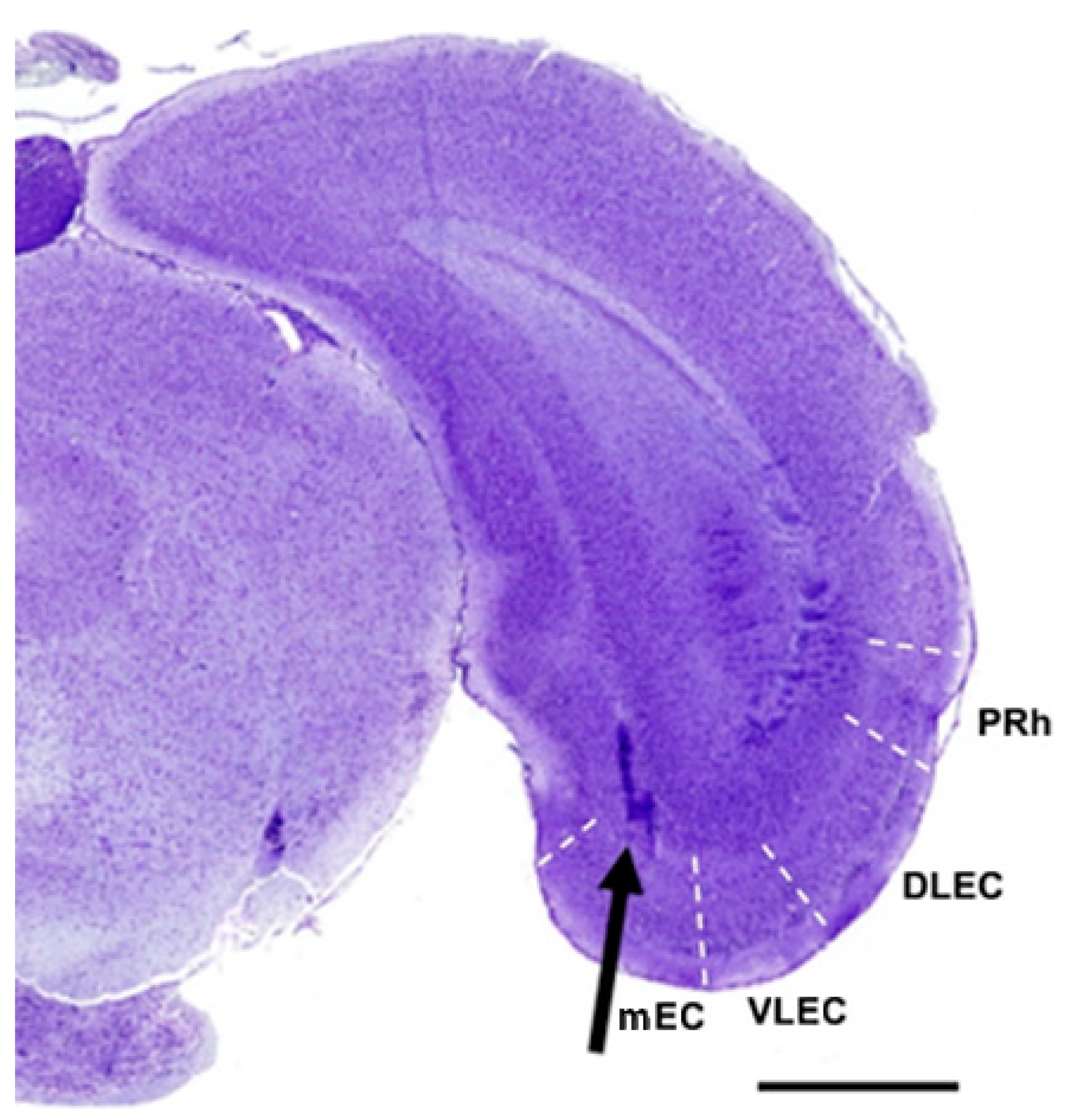 Biomedicines 11 01004 g001 Biomedicines 11 01004 g001