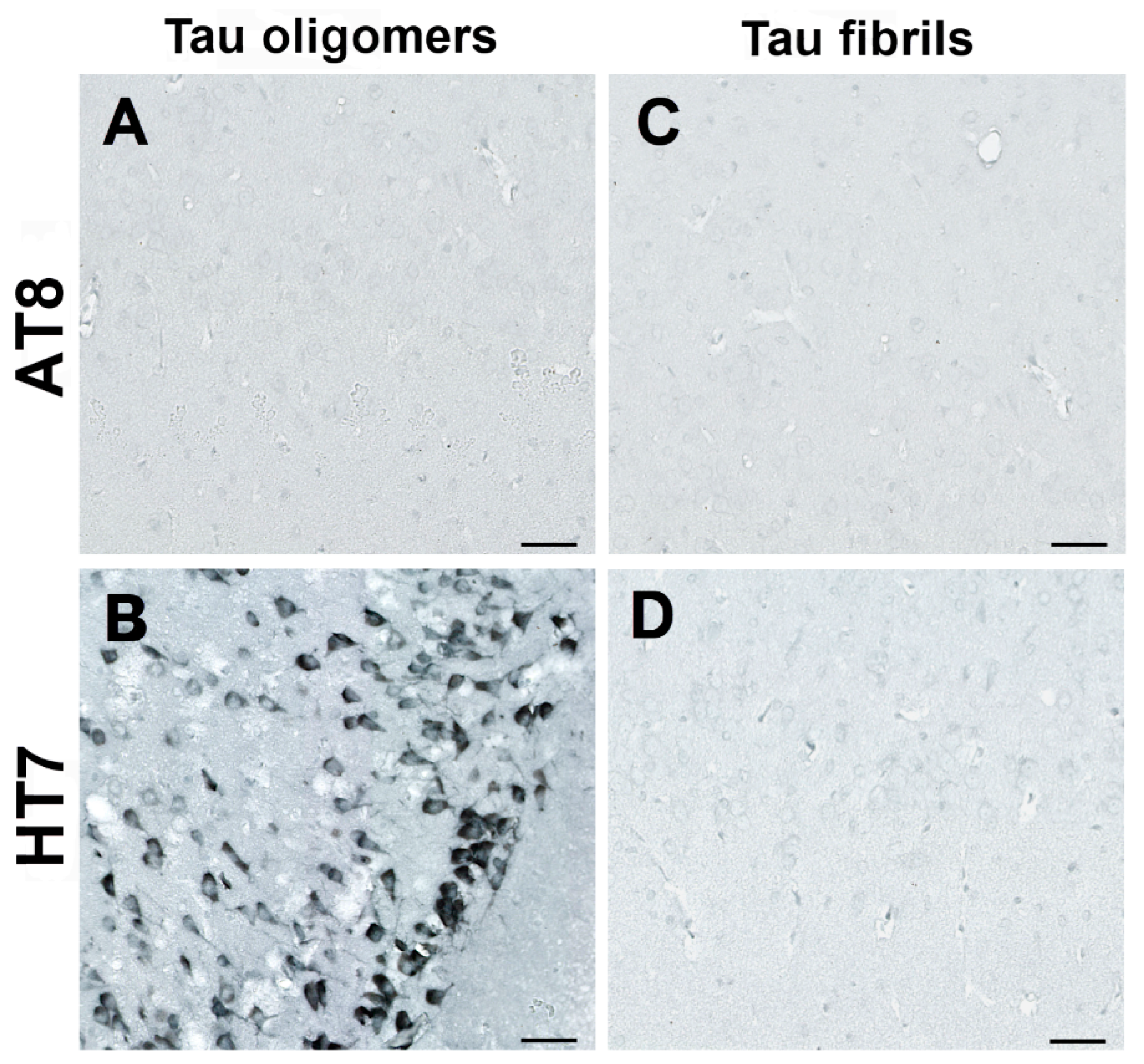 Biomedicines 11 01004 g003 Biomedicines 11 01004 g003