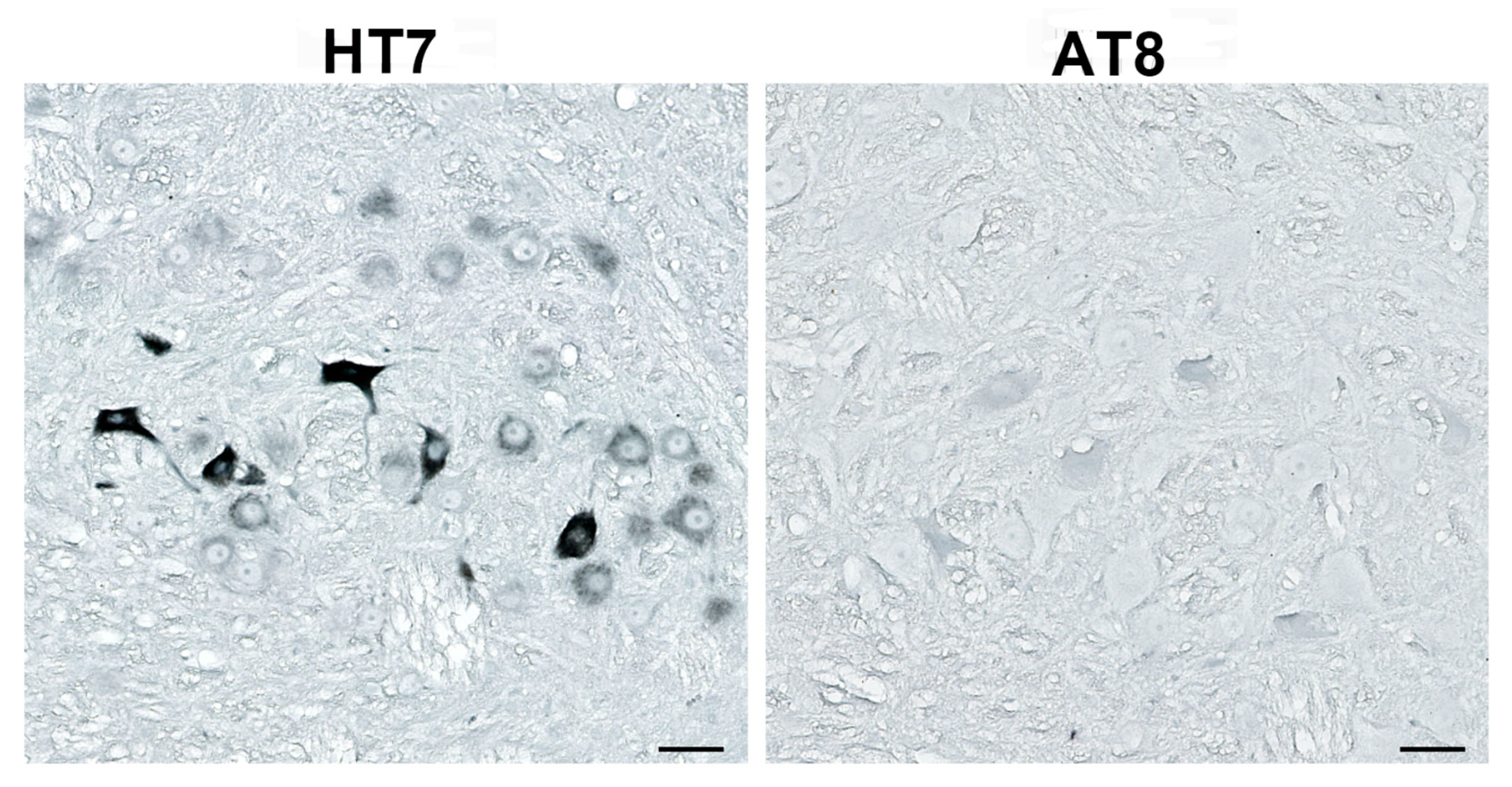 Biomedicines 11 01004 g004 Biomedicines 11 01004 g004