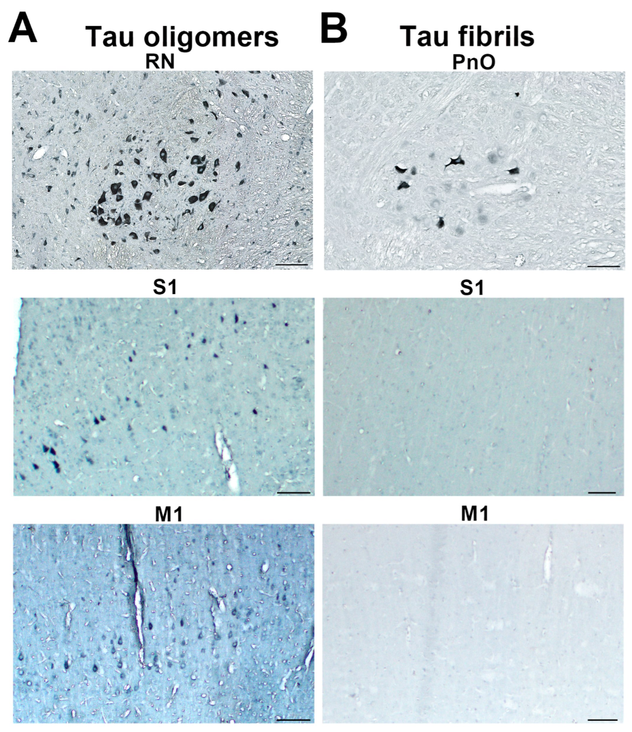 Biomedicines 11 01004 g005 Biomedicines 11 01004 g005