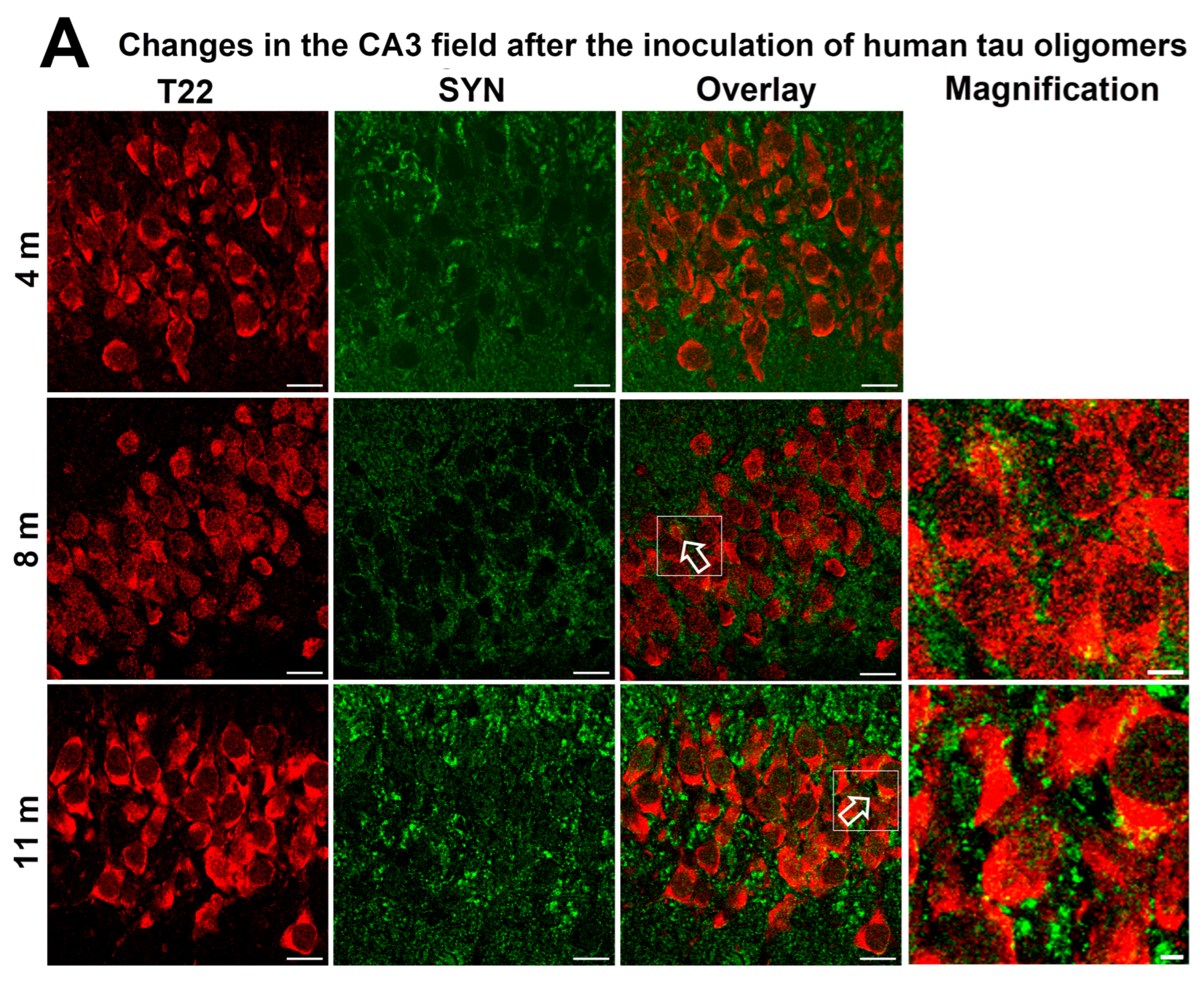 Biomedicines 11 01004 g008a Biomedicines 11 01004 g008a