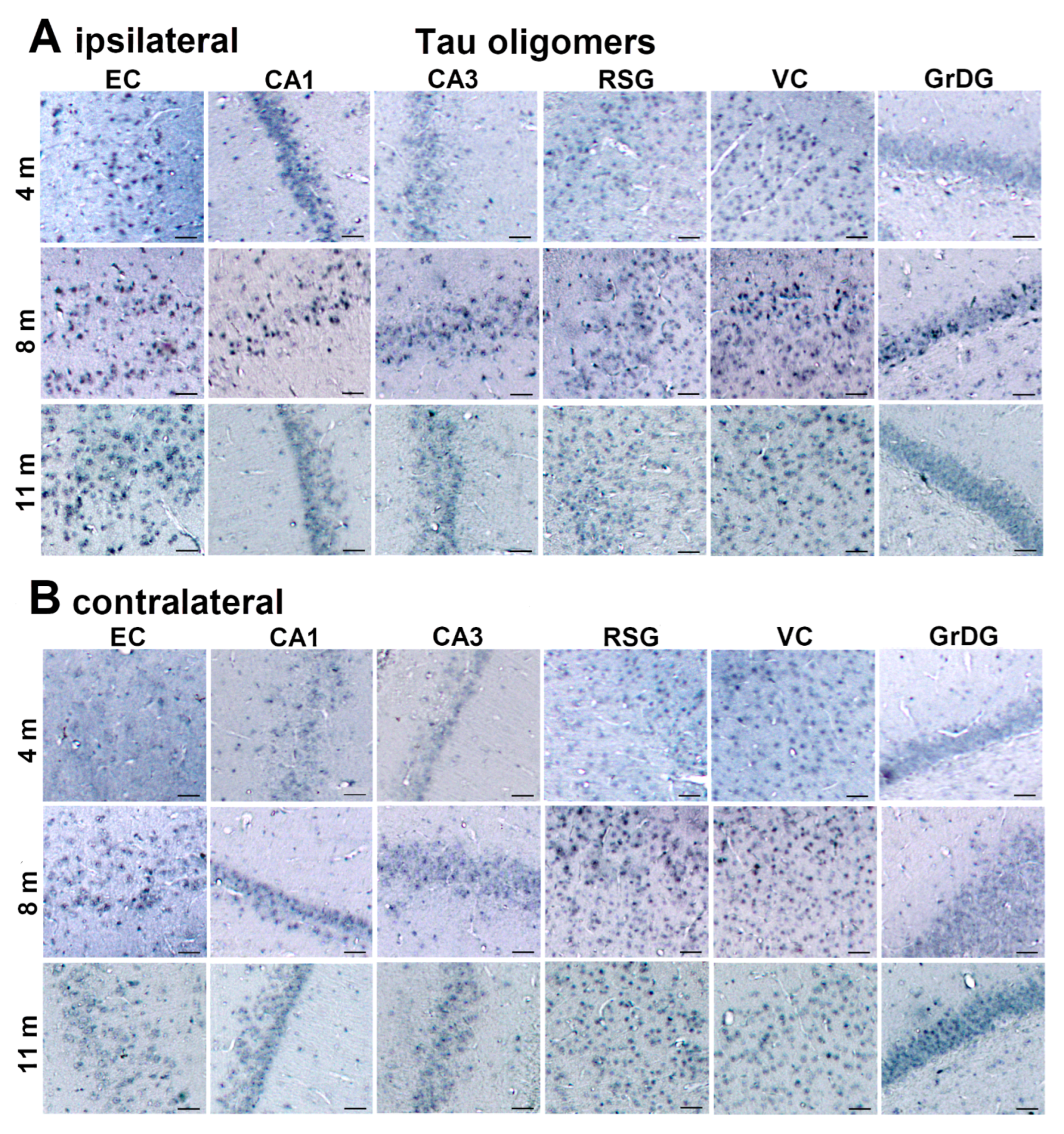 Biomedicines 11 01004 g009a Biomedicines 11 01004 g009a