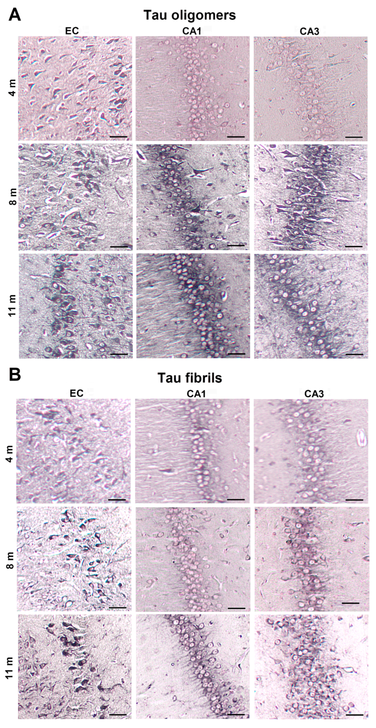 Biomedicines 11 01004 g010 Biomedicines 11 01004 g010