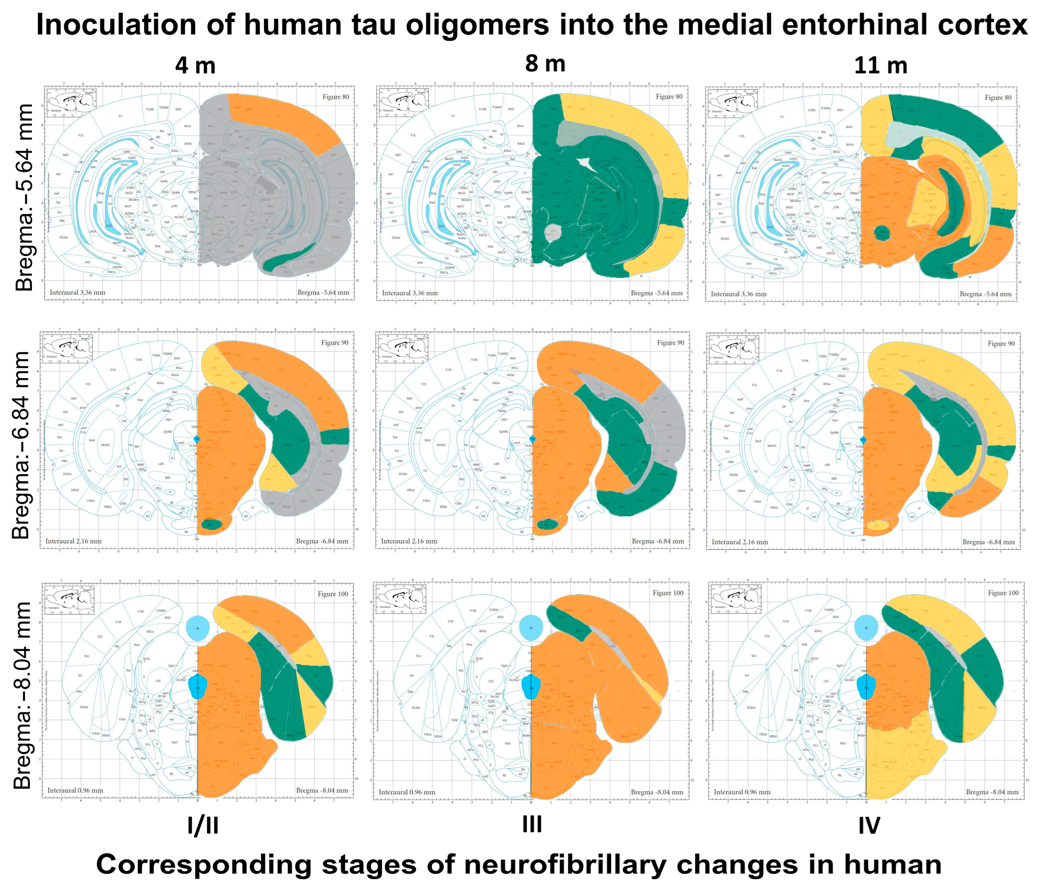 Biomedicines 11 01004 g011 Biomedicines 11 01004 g011
