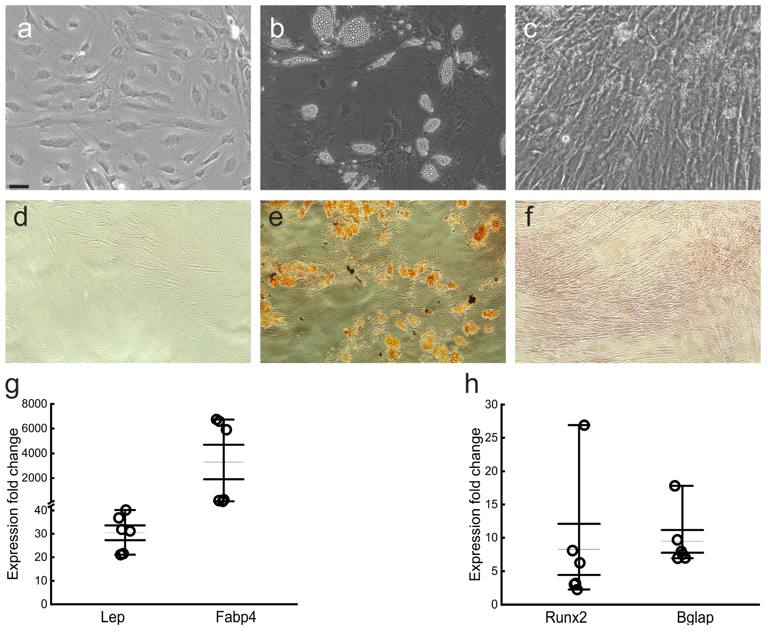 Biomedicines 11 01006 g004 Biomedicines 11 01006 g004