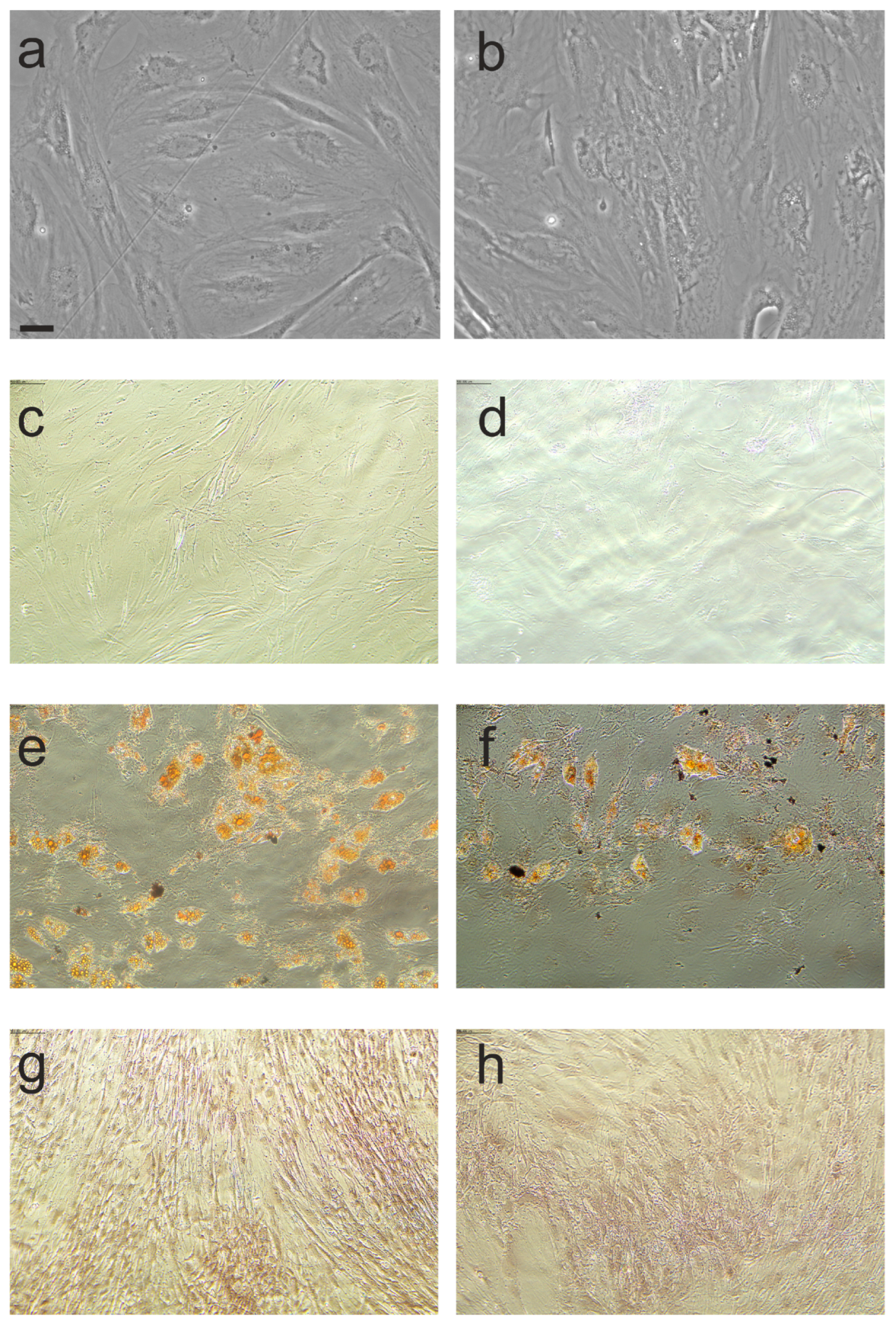 Biomedicines 11 01006 g007 Biomedicines 11 01006 g007