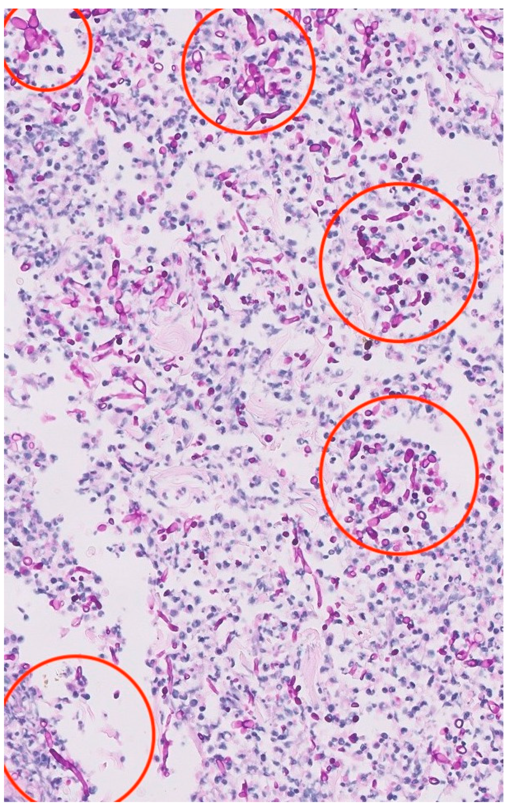 Biomedicines 11 01007 g003 Biomedicines 11 01007 g003