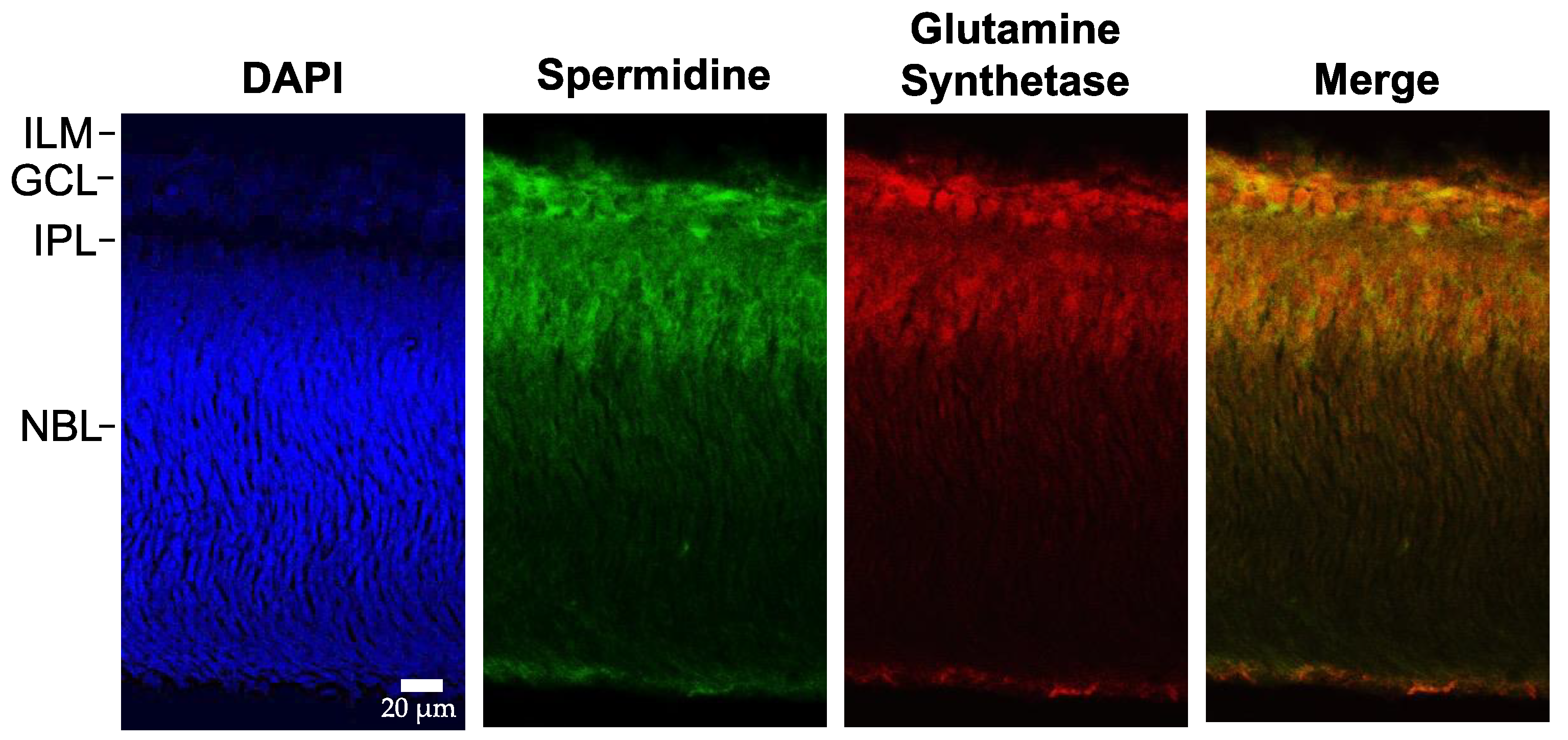 Biomedicines 11 01008 g001