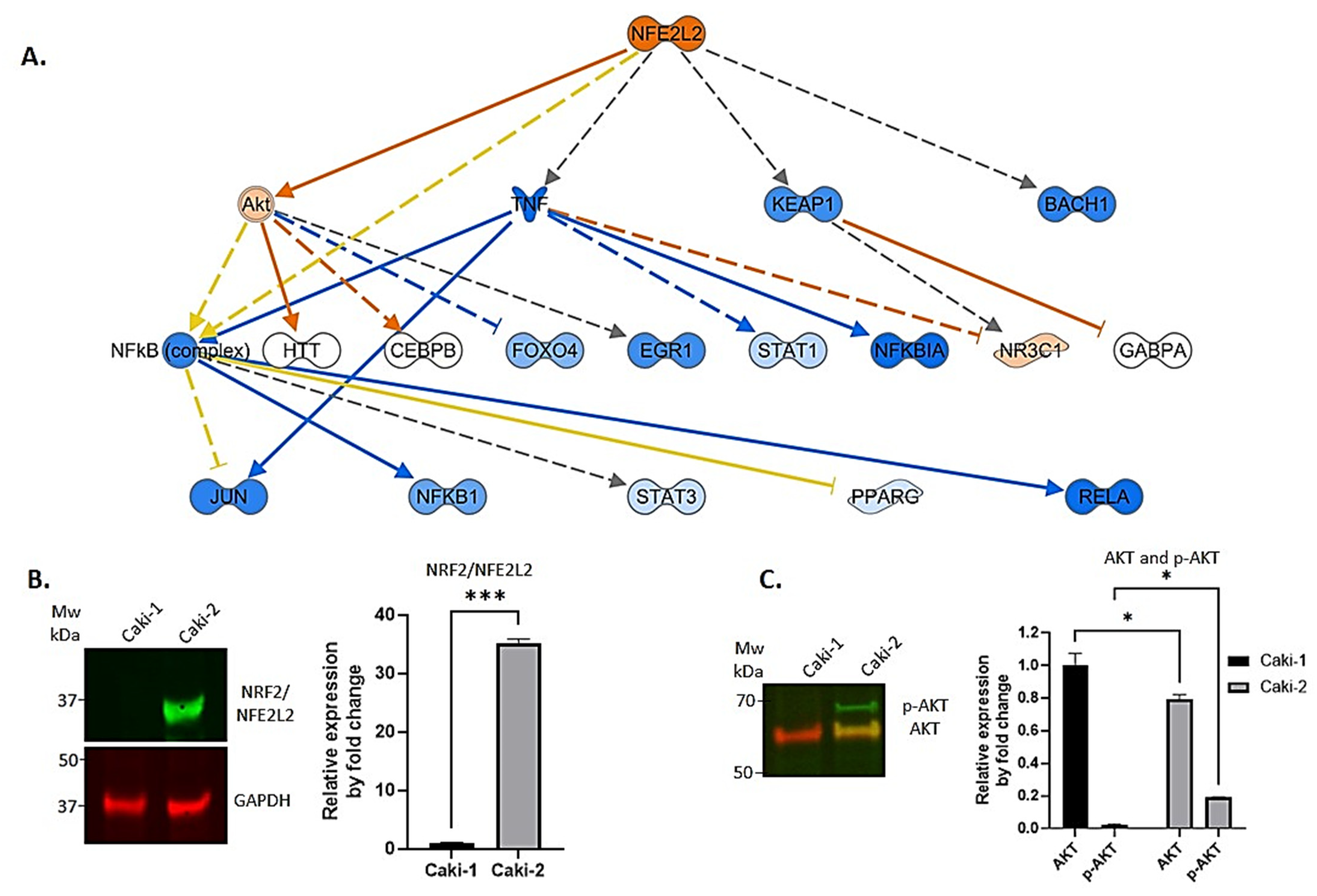 Biomedicines 11 01010 g005 Biomedicines 11 01010 g005