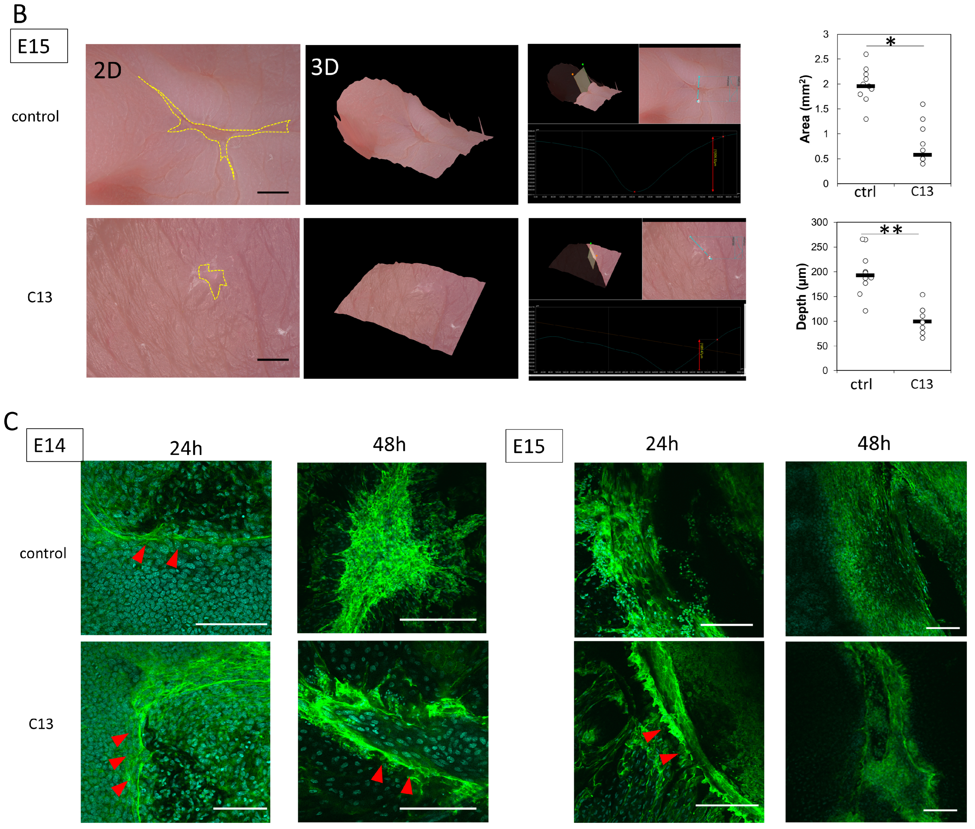 Biomedicines 11 01013 g001b
