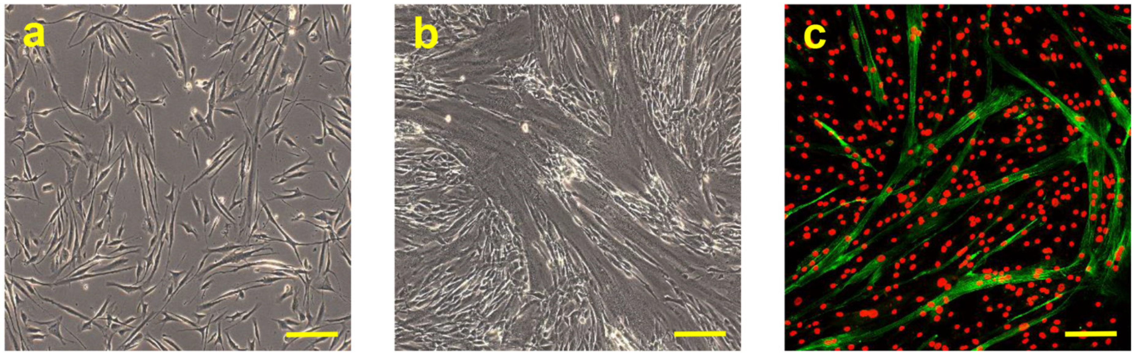 Biomedicines 11 01017 g001 Biomedicines 11 01017 g001