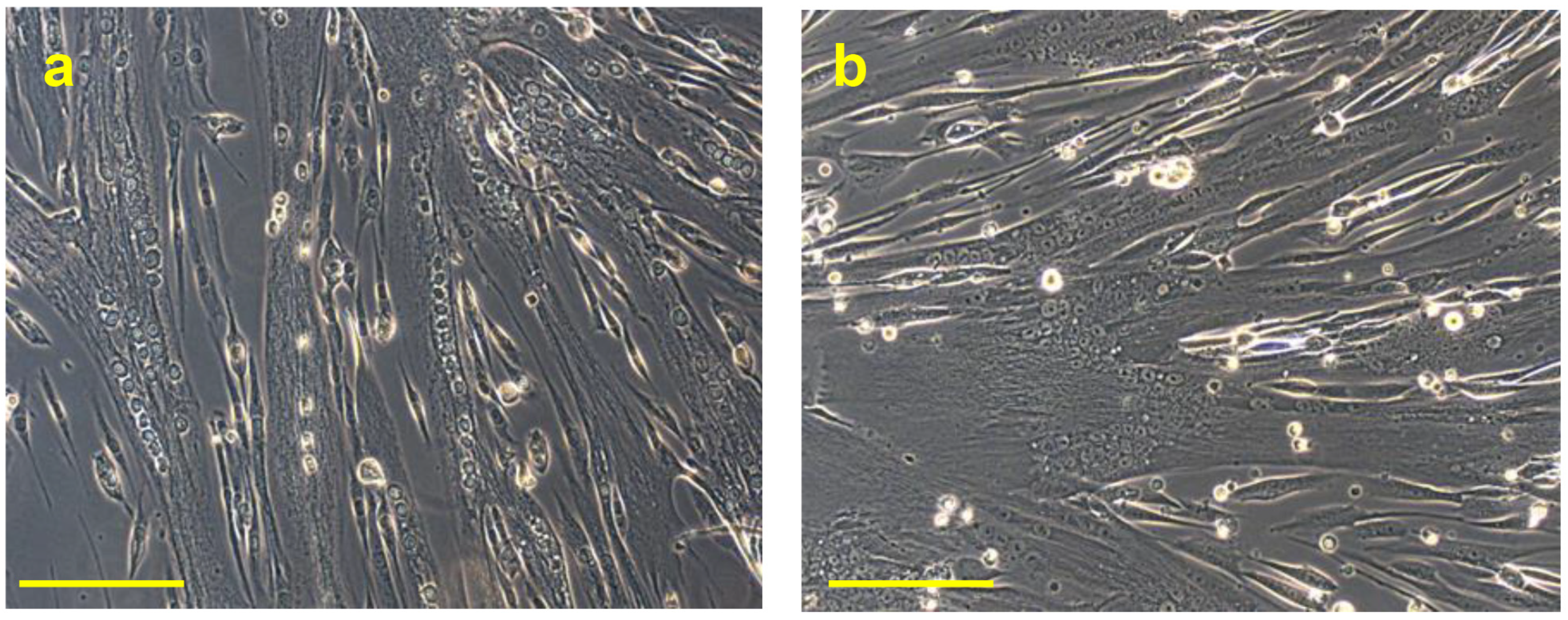 Biomedicines 11 01017 g007 Biomedicines 11 01017 g007