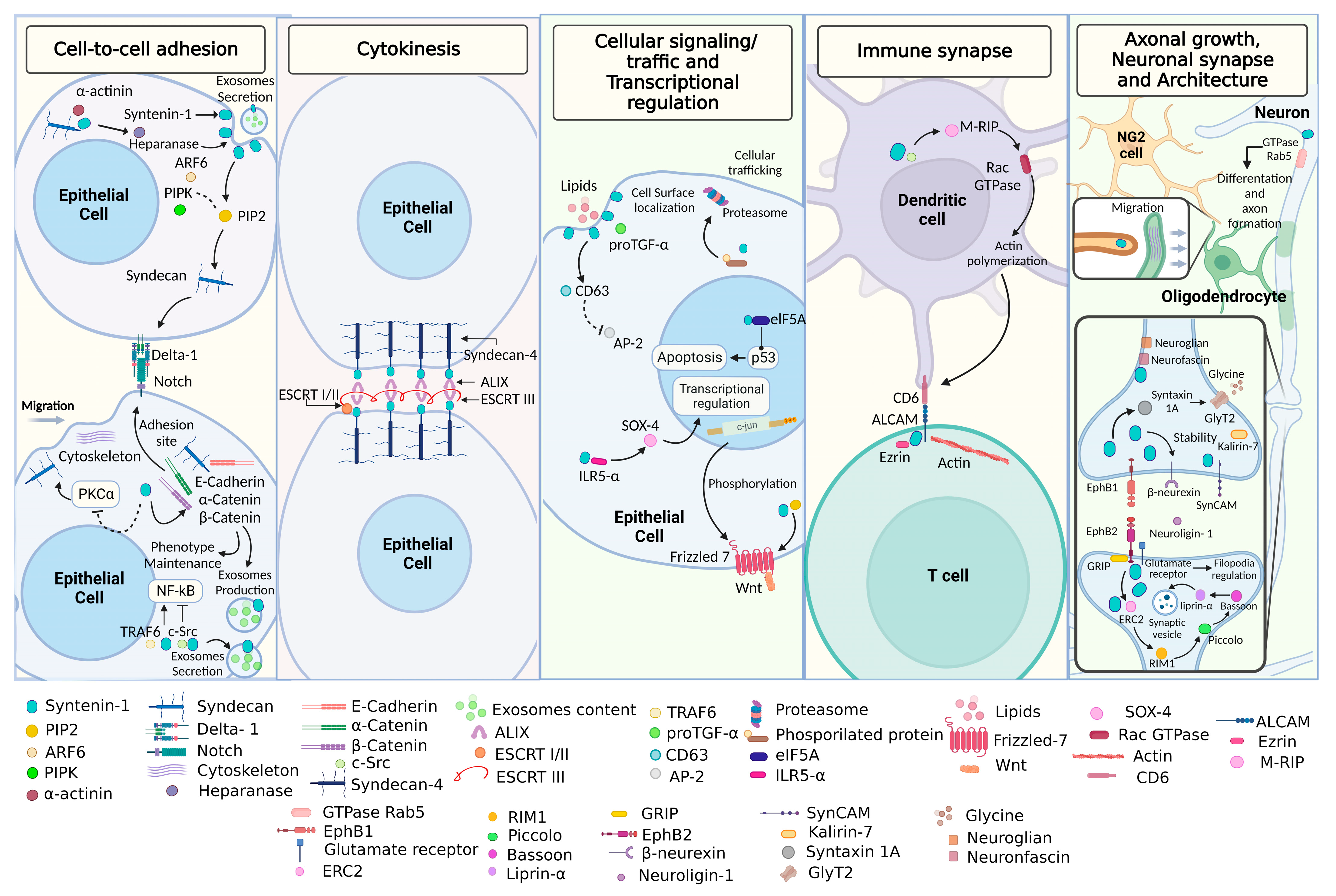 Biomedicines 11 01034 g002 Biomedicines 11 01034 g002