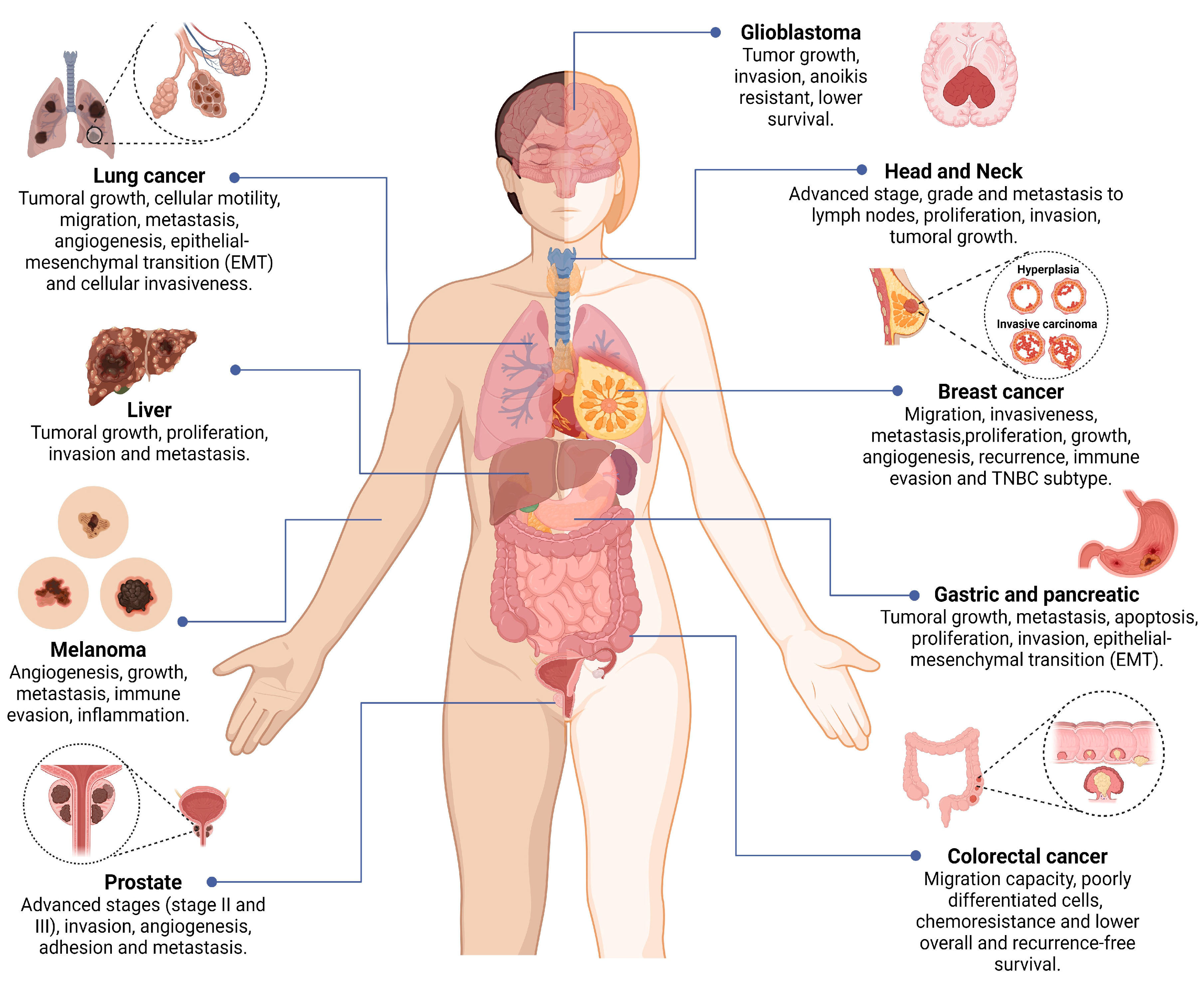 Biomedicines 11 01034 g004 Biomedicines 11 01034 g004