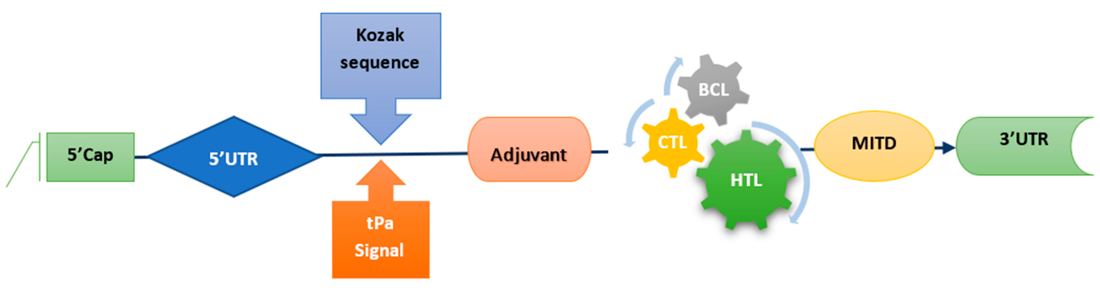 Biomedicines 11 01039 g001