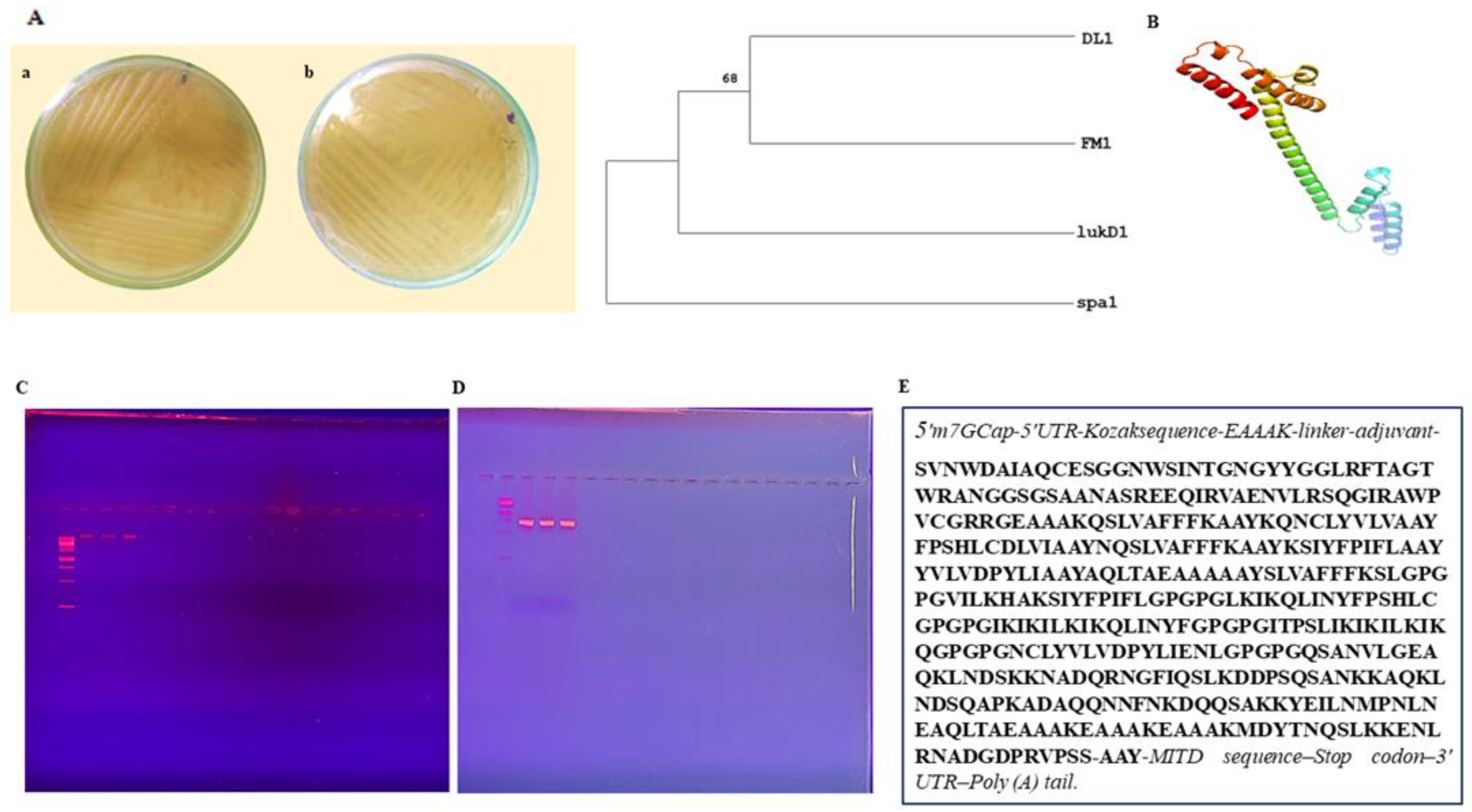 Biomedicines 11 01039 g002