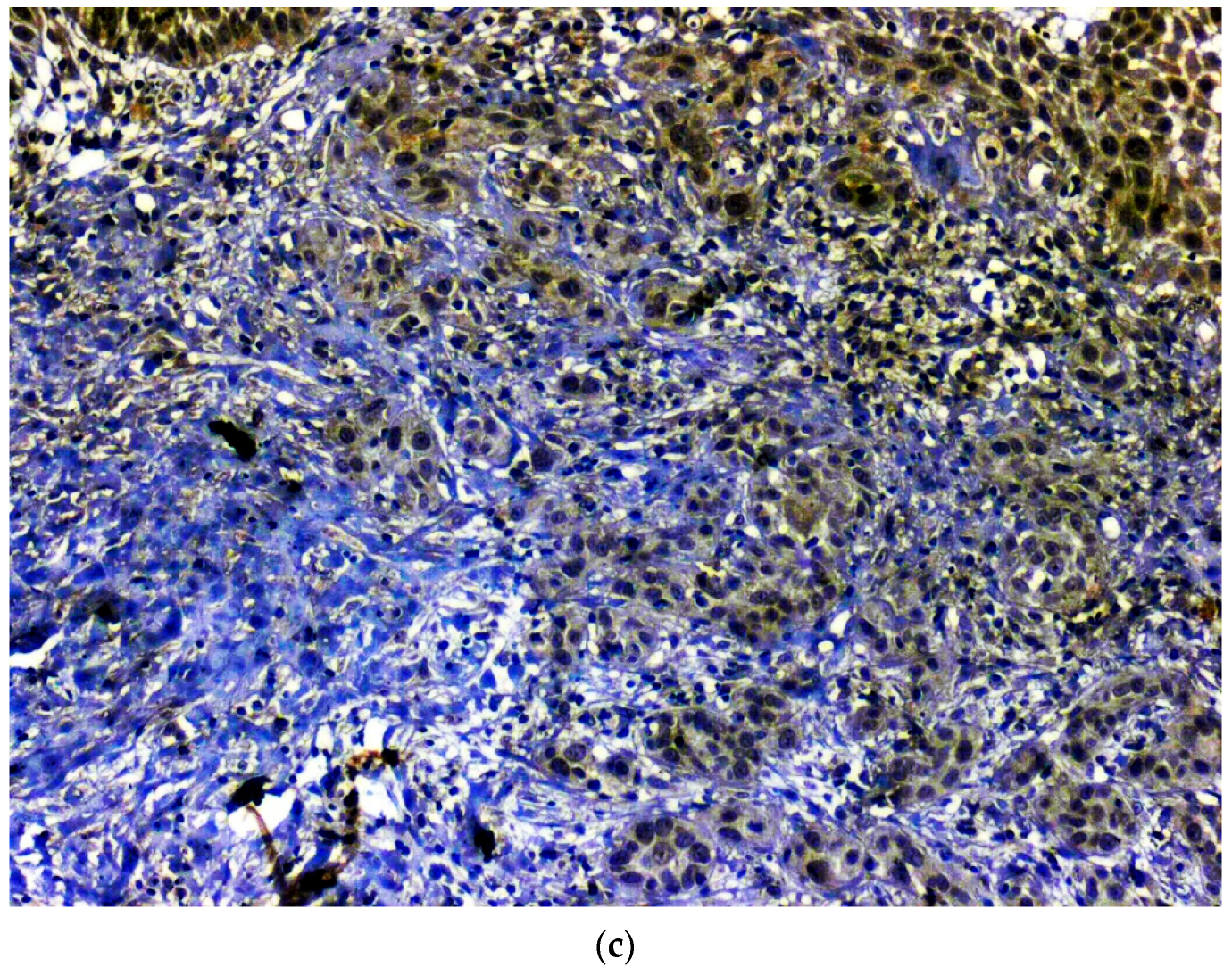 Biomedicines 11 01040 g001b