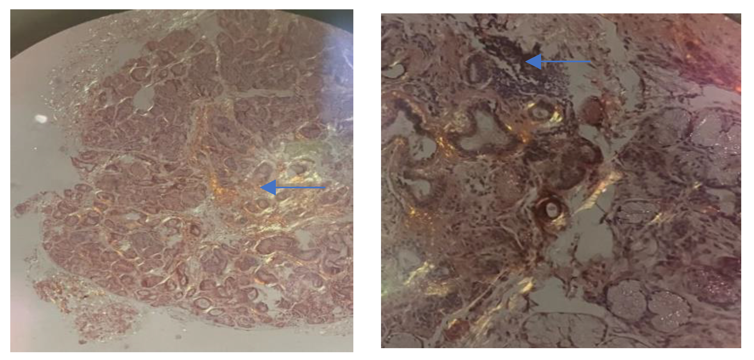 Biomedicines 11 01045 g002