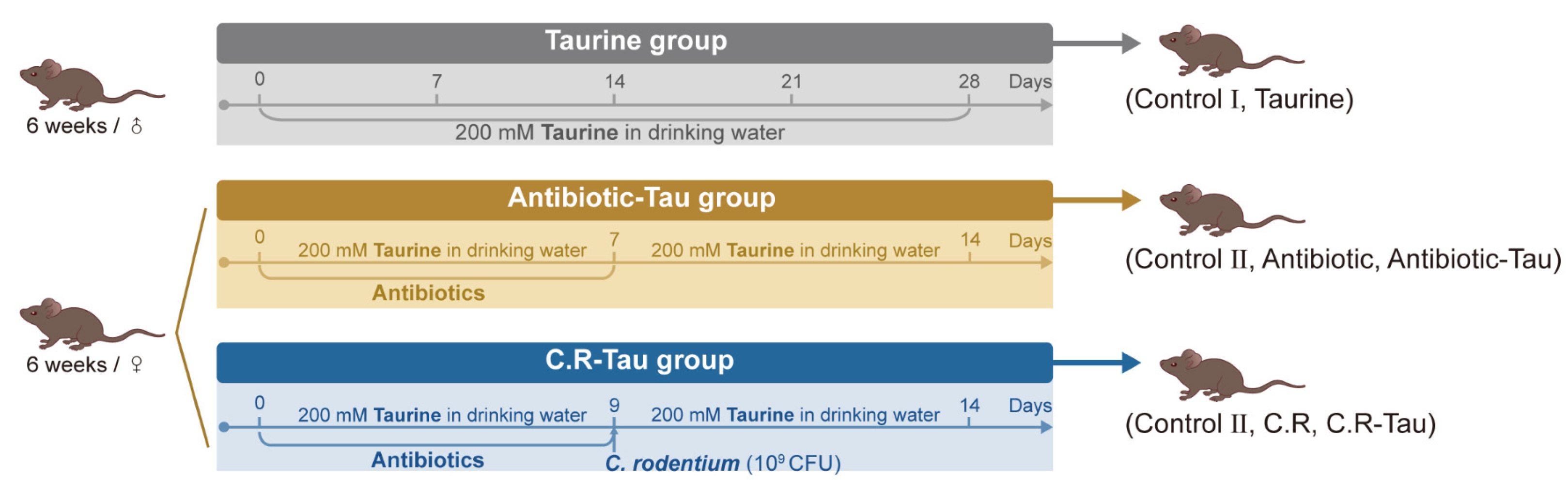 Taurine 11 (Advances in Experimental Medicine and Biology Book