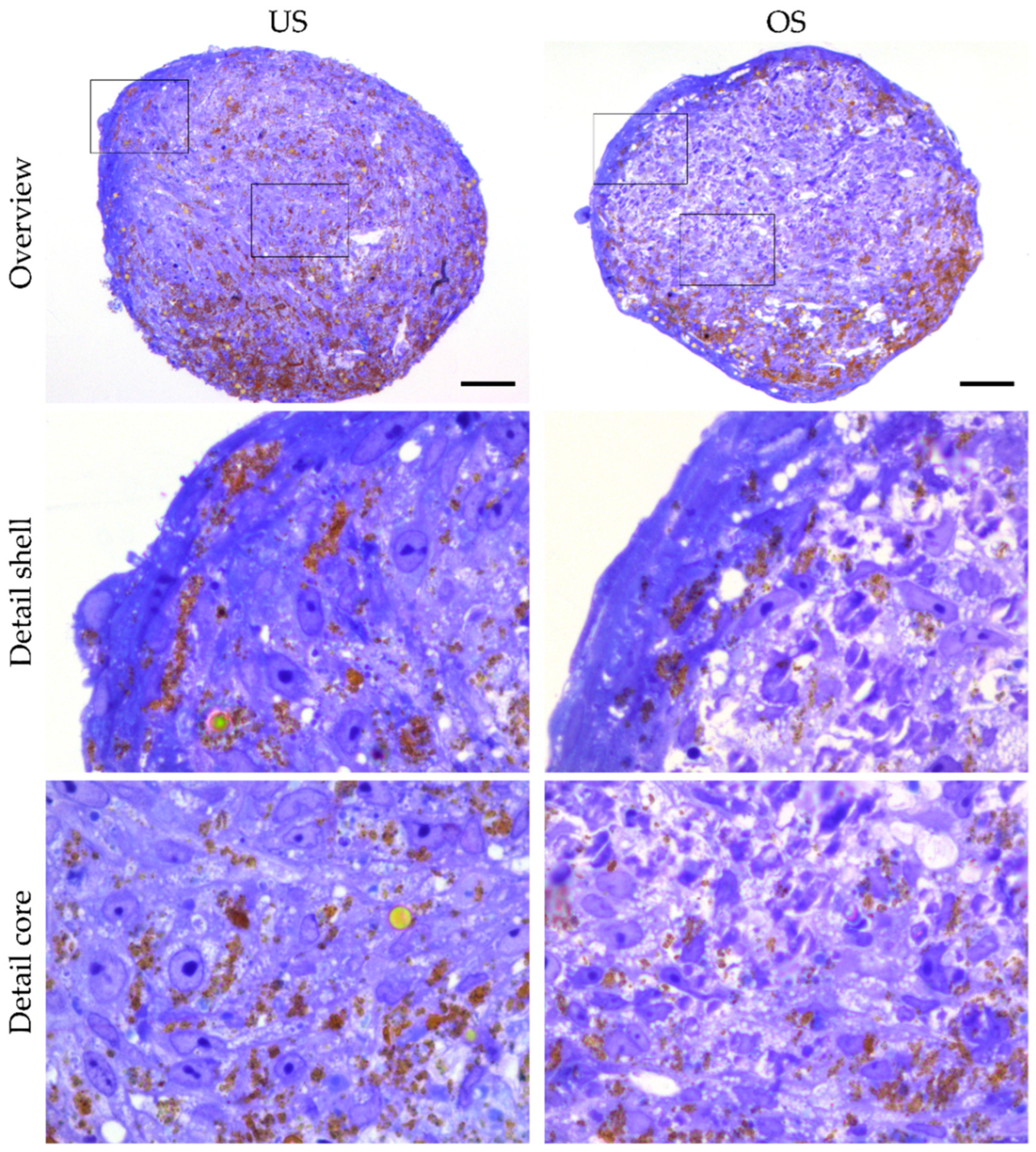 Biomedicines 11 01049 g004