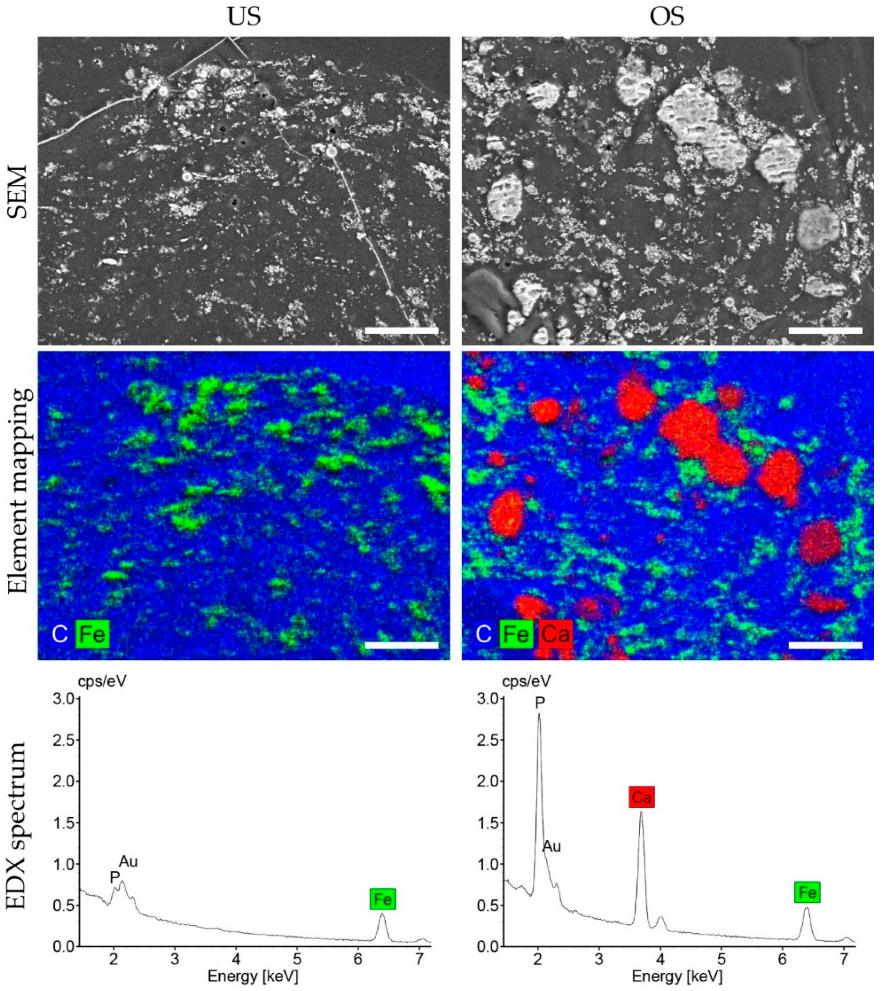 Biomedicines 11 01049 g006