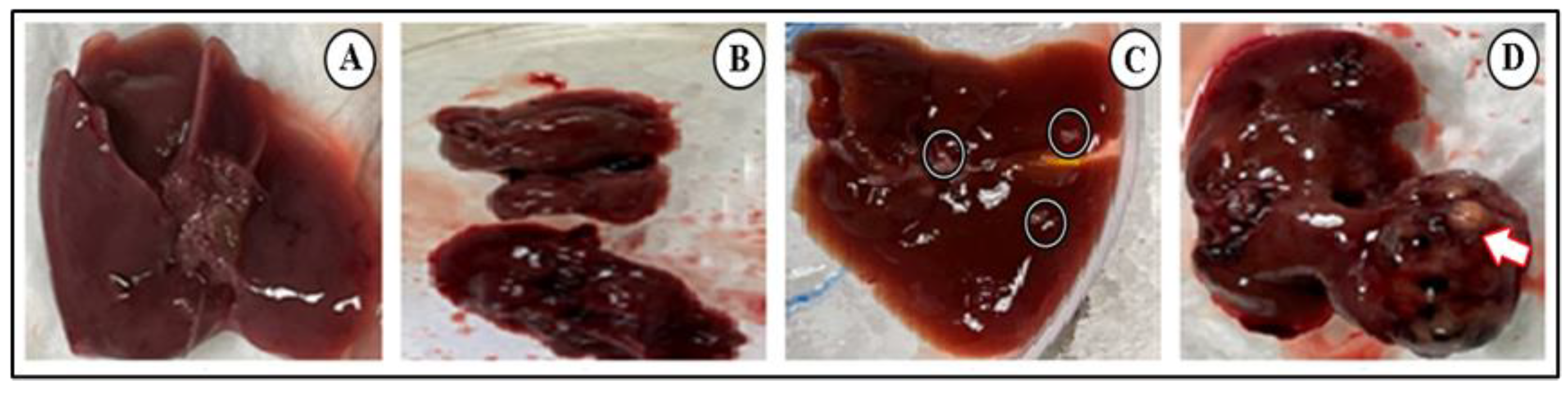 Biomedicines 11 01054 g003