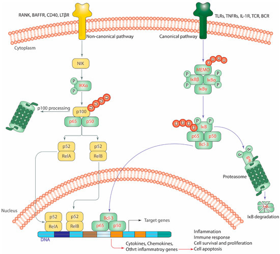 Biomedicines, Free Full-Text