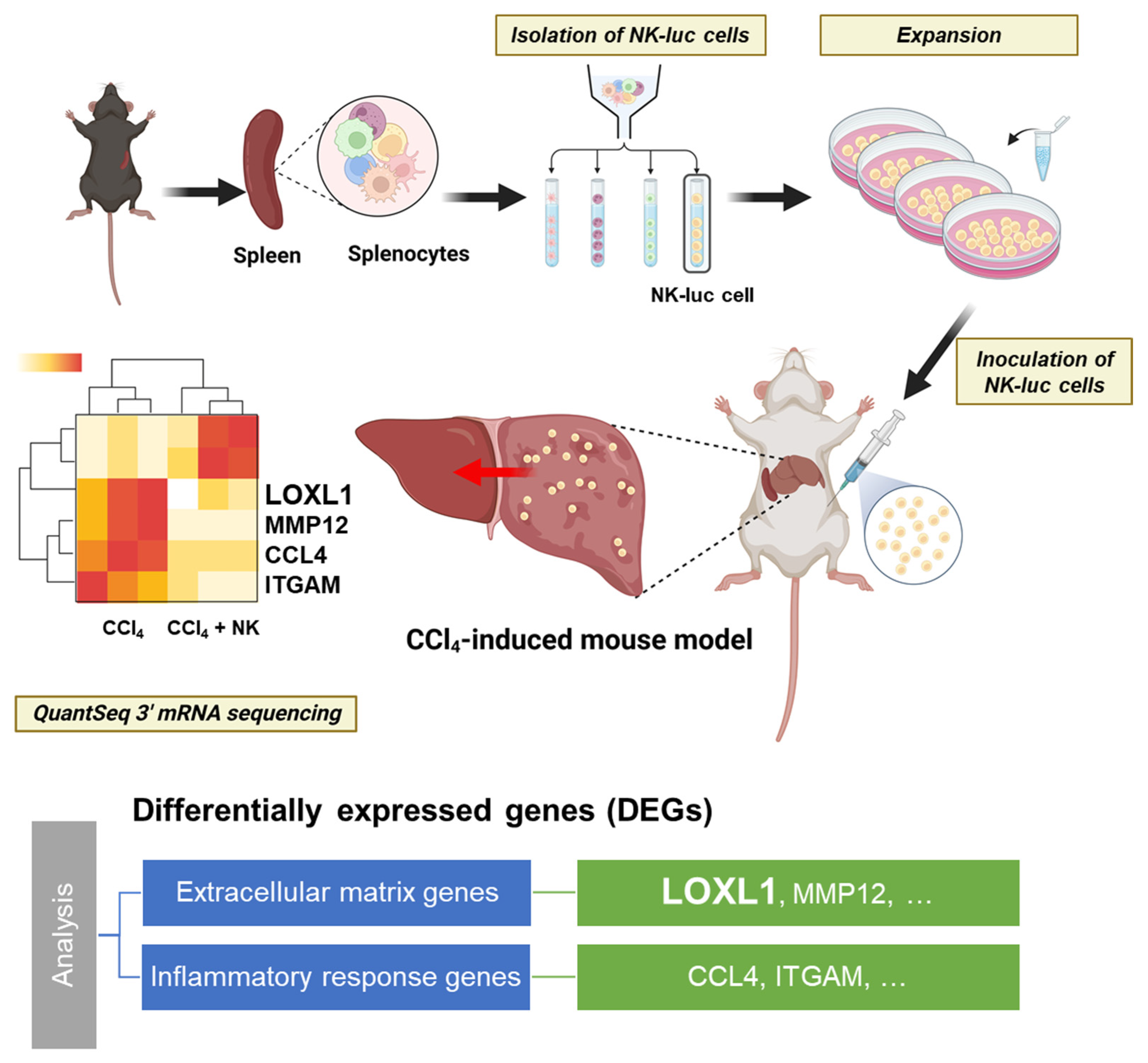Biomedicines 11 01090 g008 Biomedicines 11 01090 g008