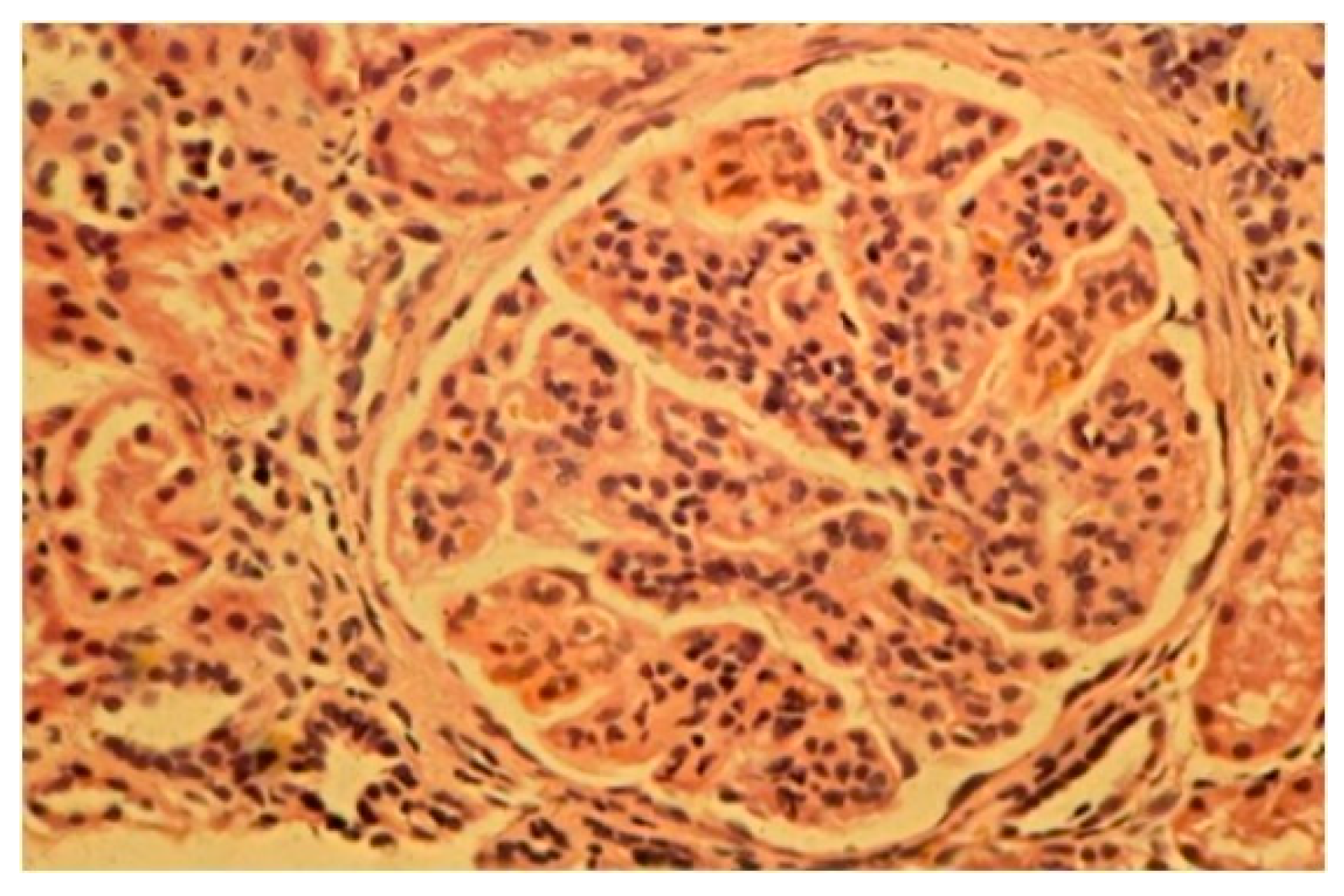 Biomedicines 11 01101 g004