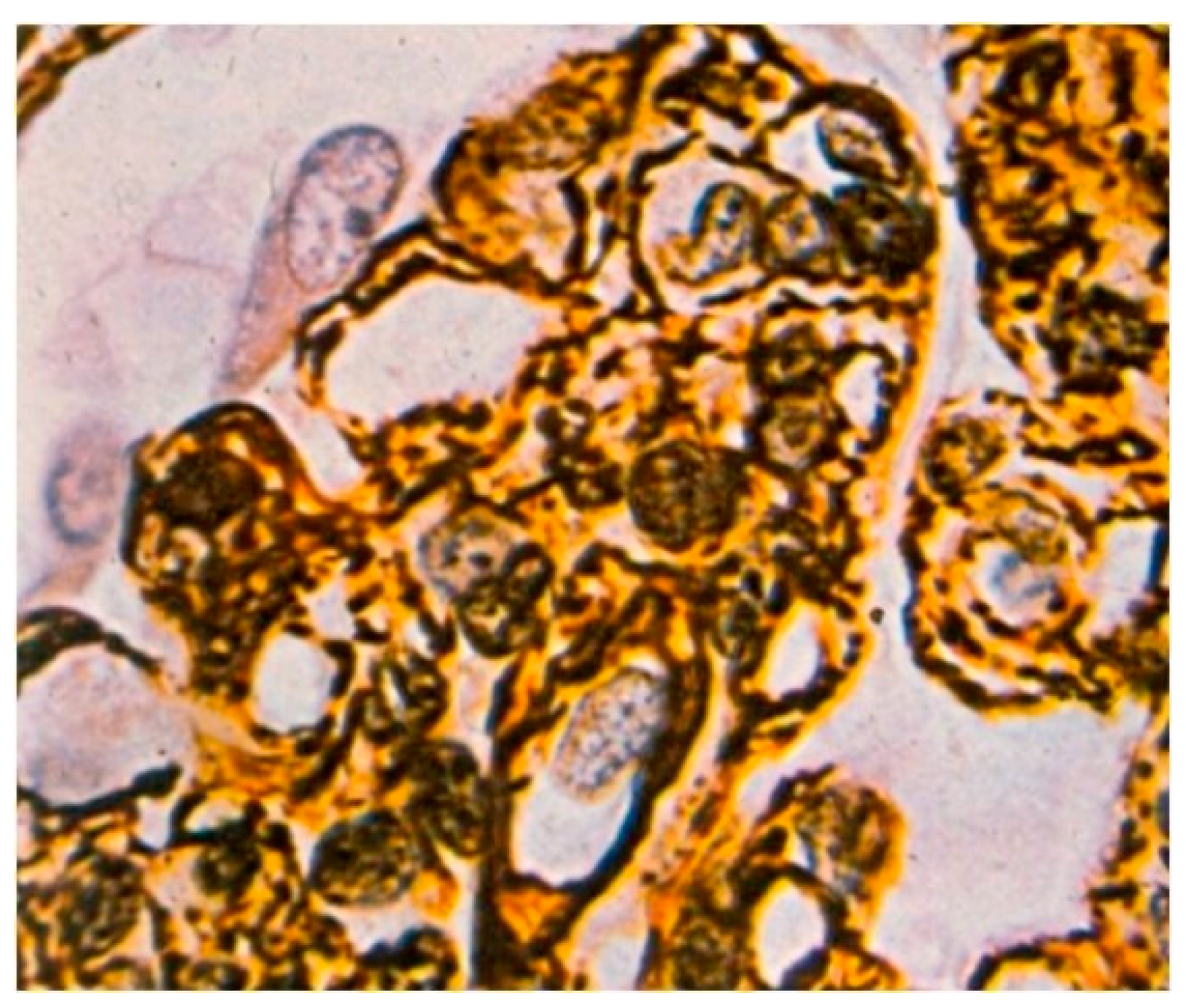 Biomedicines 11 01101 g005