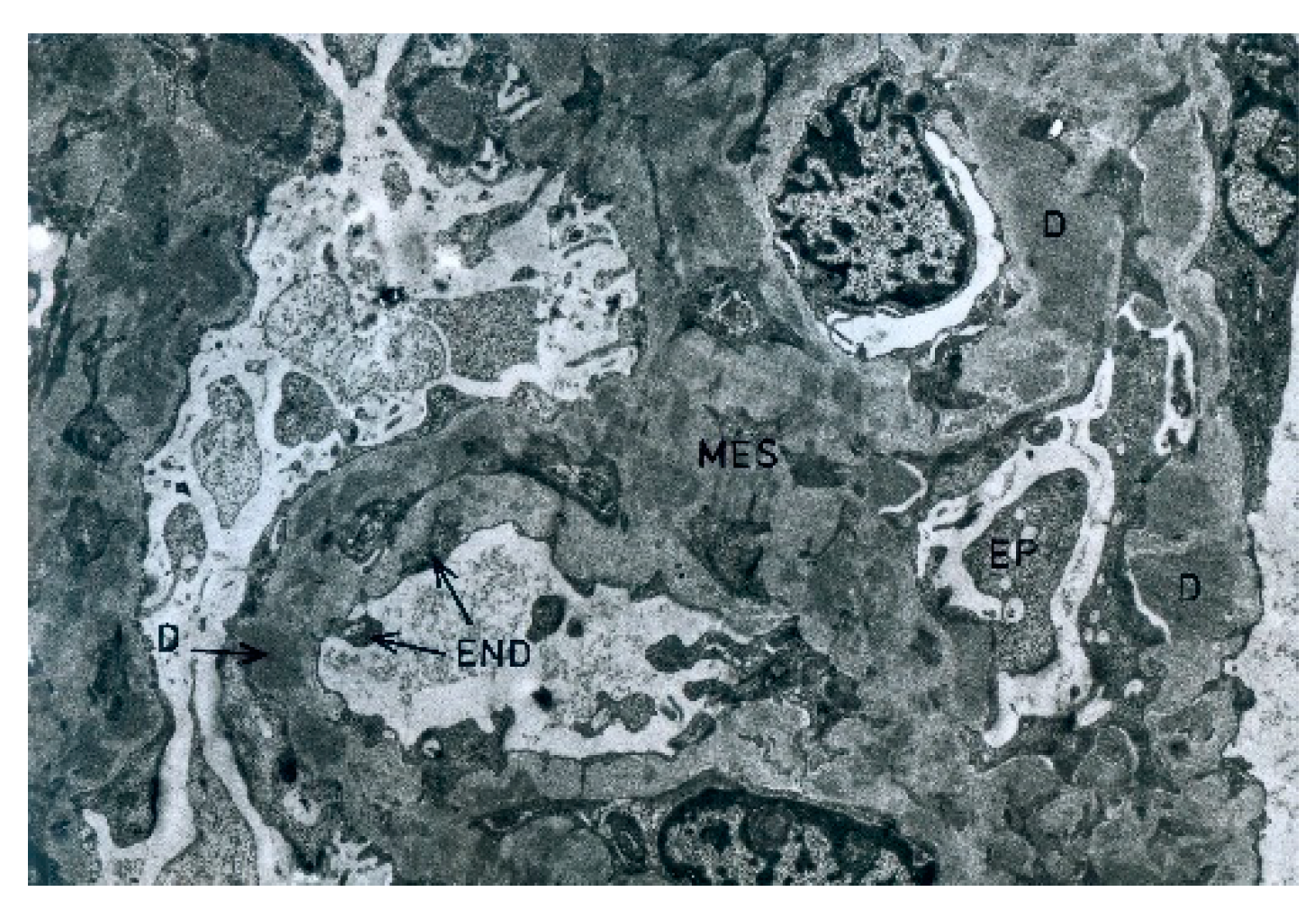 Biomedicines 11 01101 g007