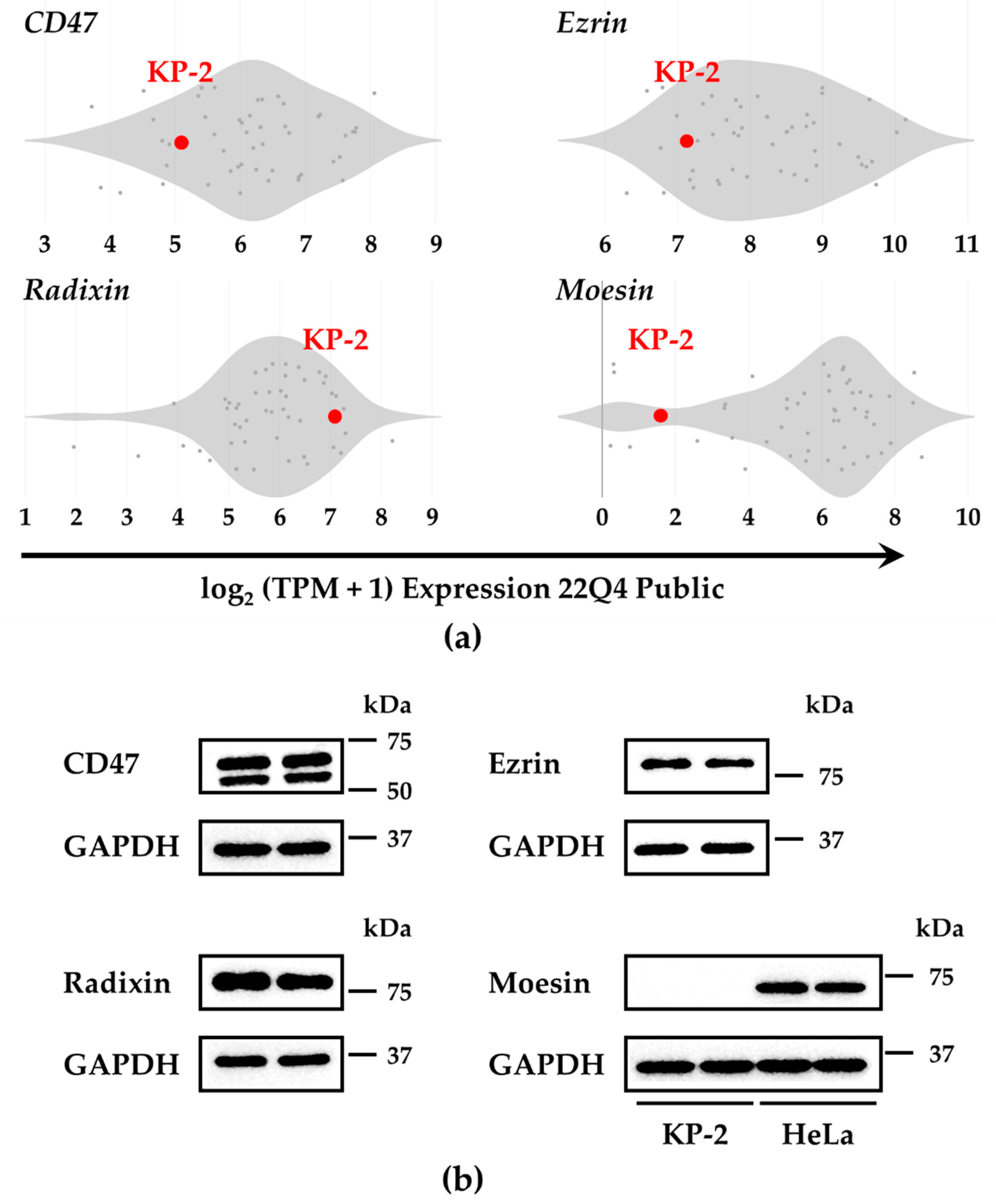 Biomedicines 11 01117 g001 Biomedicines 11 01117 g001
