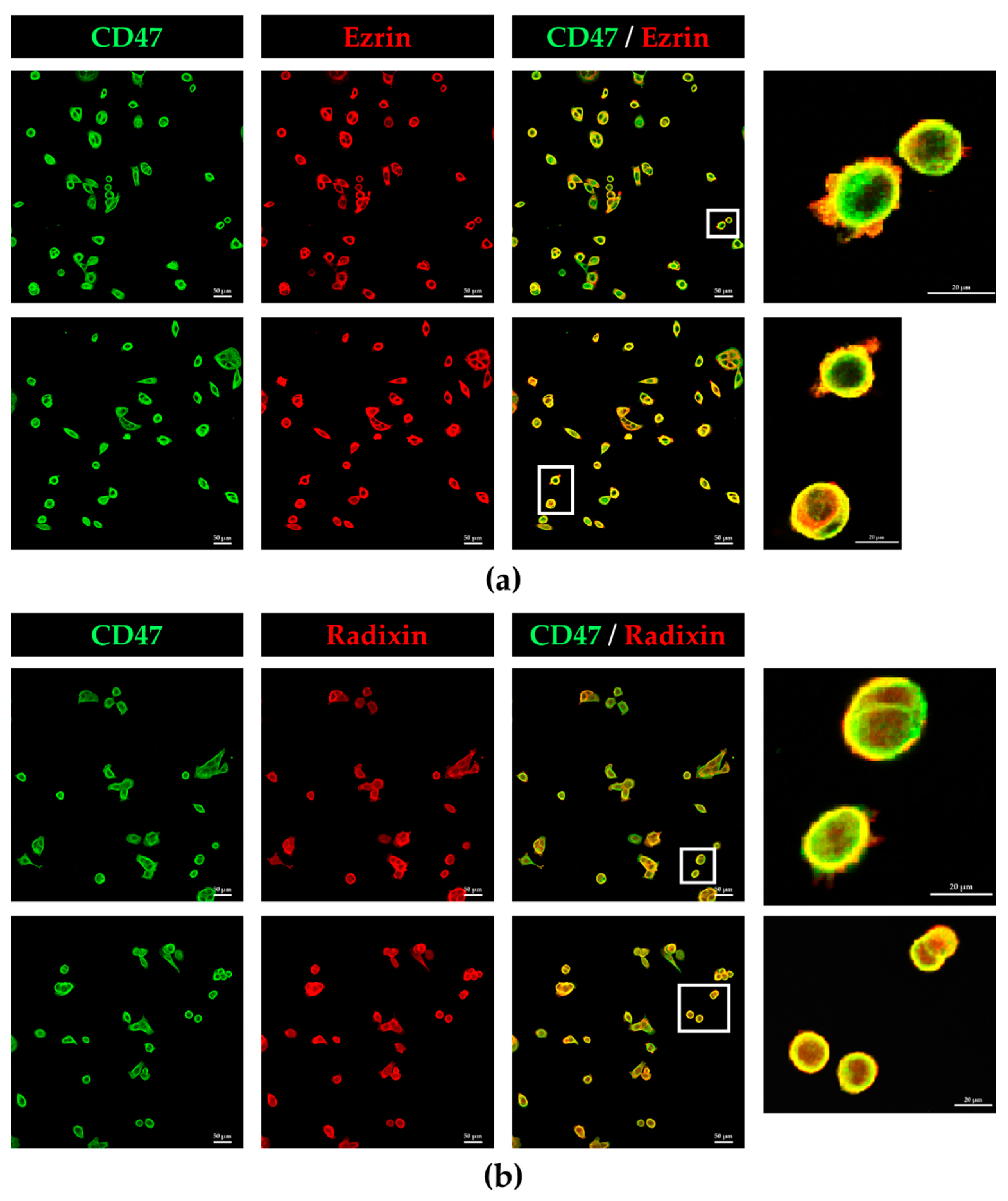 Biomedicines 11 01117 g002 Biomedicines 11 01117 g002