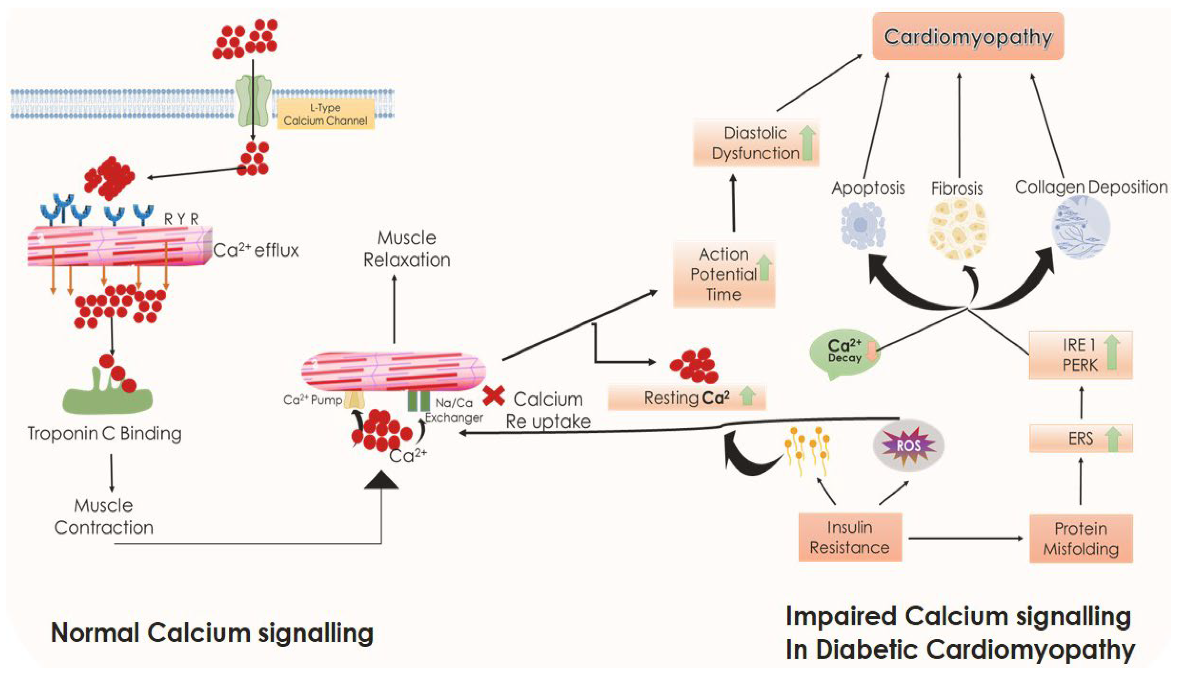 Biomedicines 11 01126 g005 Biomedicines 11 01126 g005