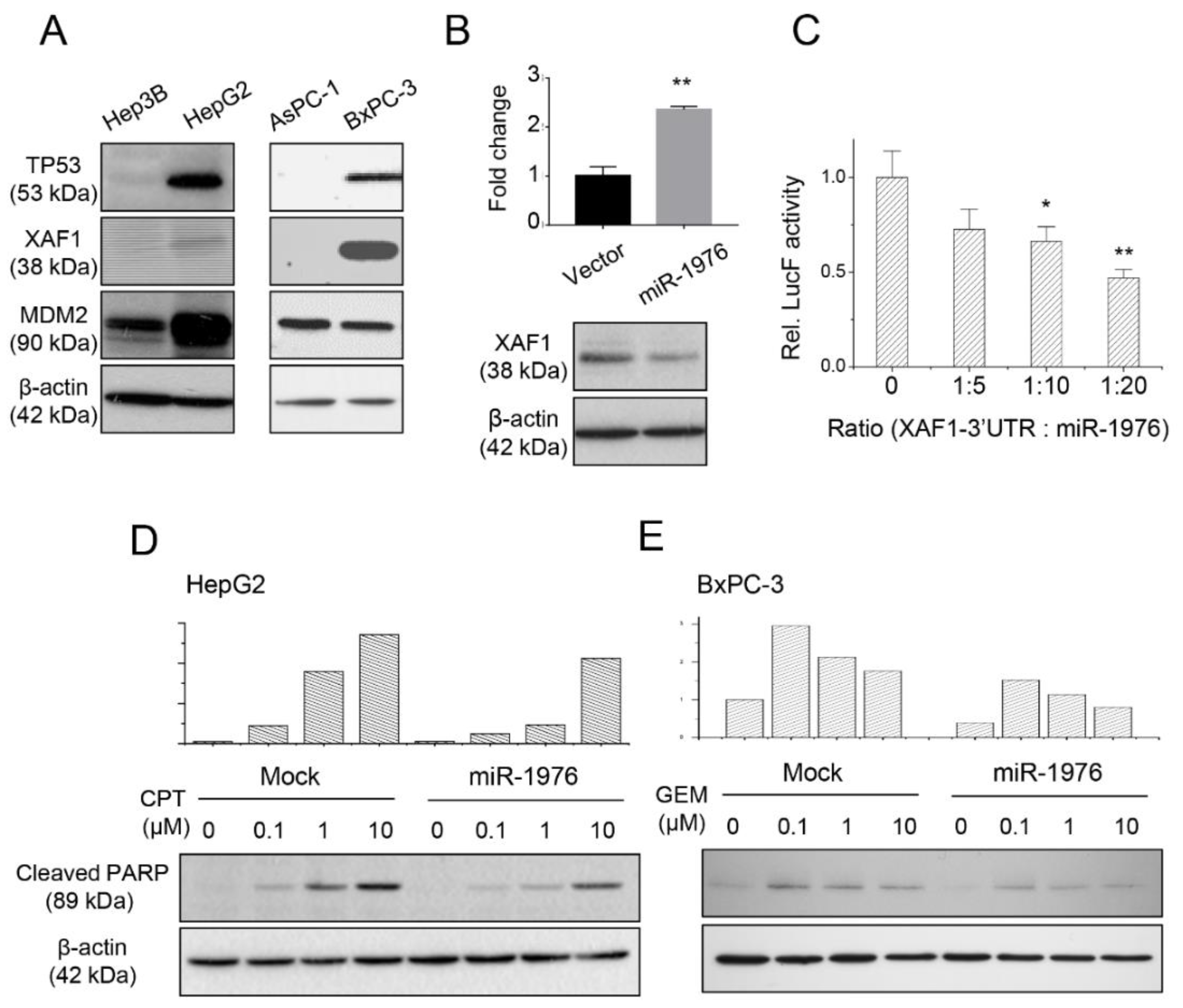 Biomedicines 11 01136 g002 Biomedicines 11 01136 g002