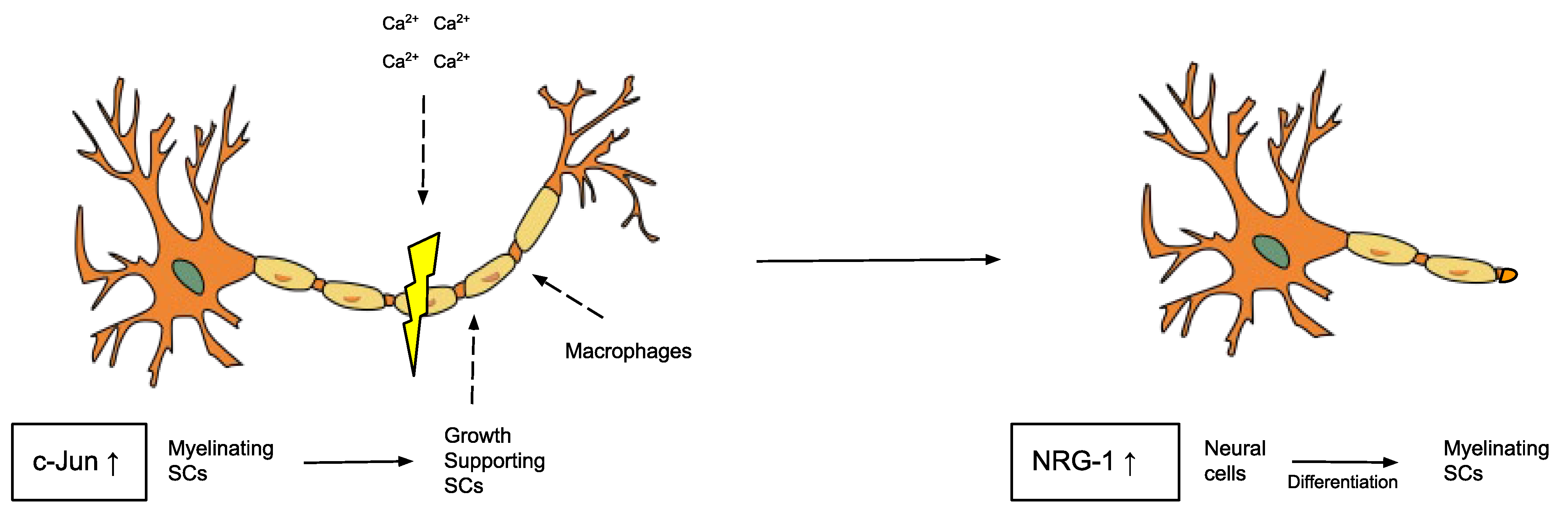 Biomedicines 11 01145 g002 Biomedicines 11 01145 g002