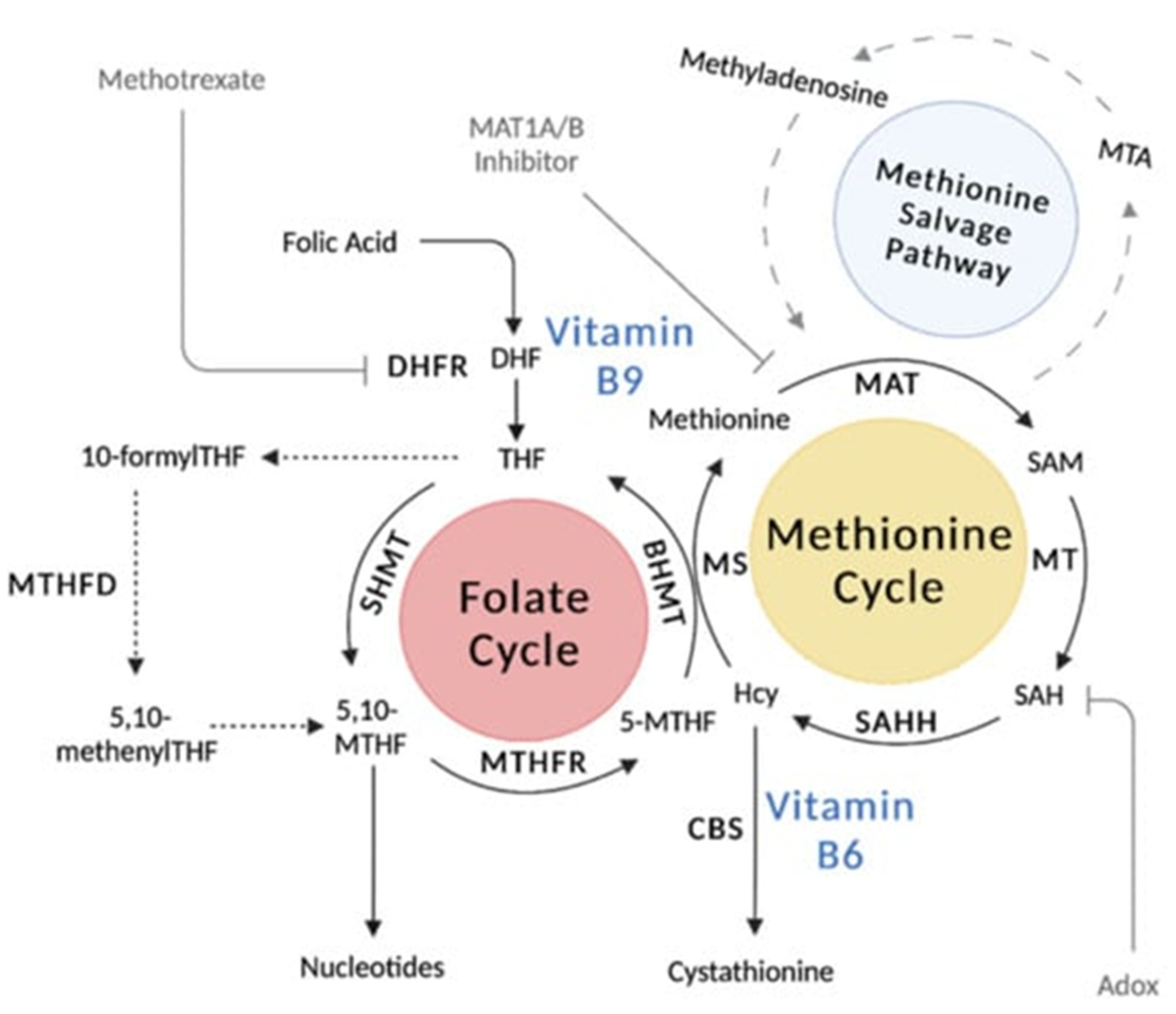 Biomedicines 11 01153 g002