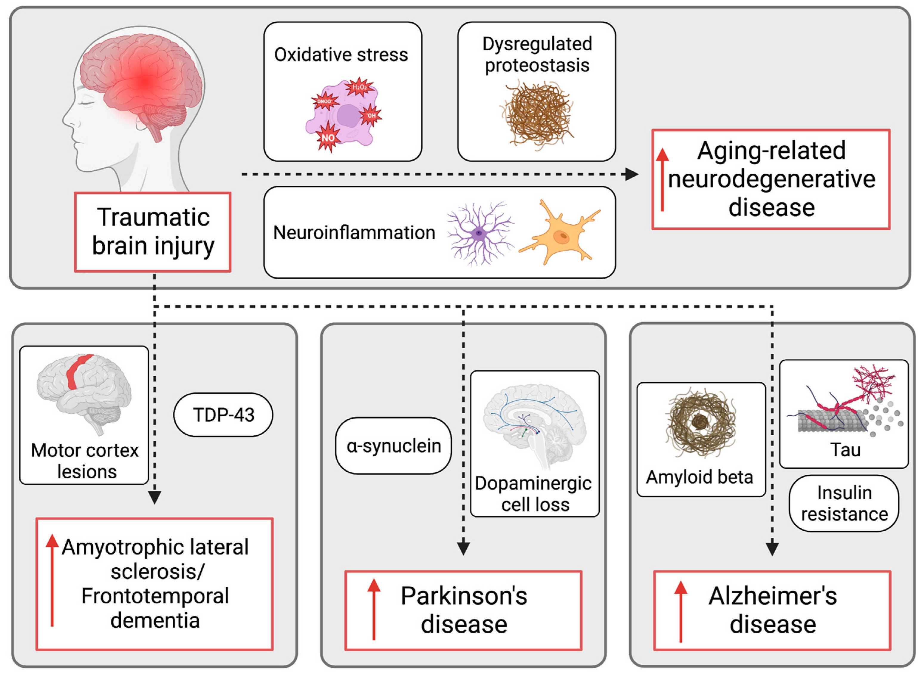 Biomedicines 11 01154 g002 Biomedicines 11 01154 g002