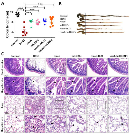 Vunakizumab-IL22, a Novel Fusion Protein, Promotes
