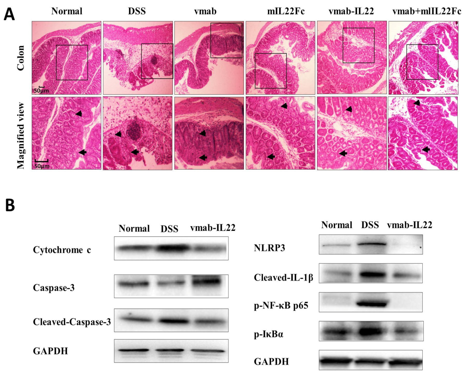 Biomedicines 11 01160 g006 Biomedicines 11 01160 g006
