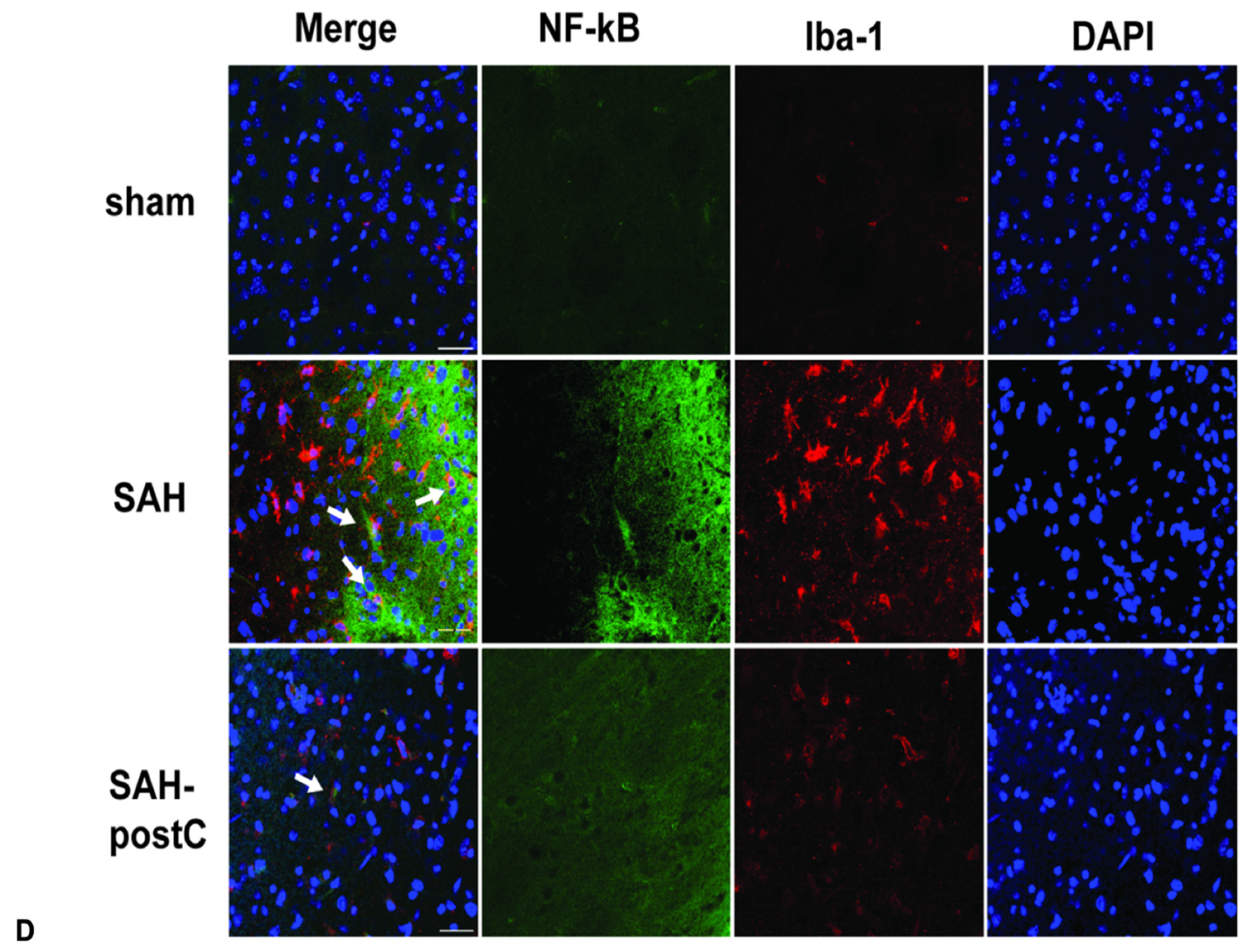 Biomedicines 11 01163 g003b