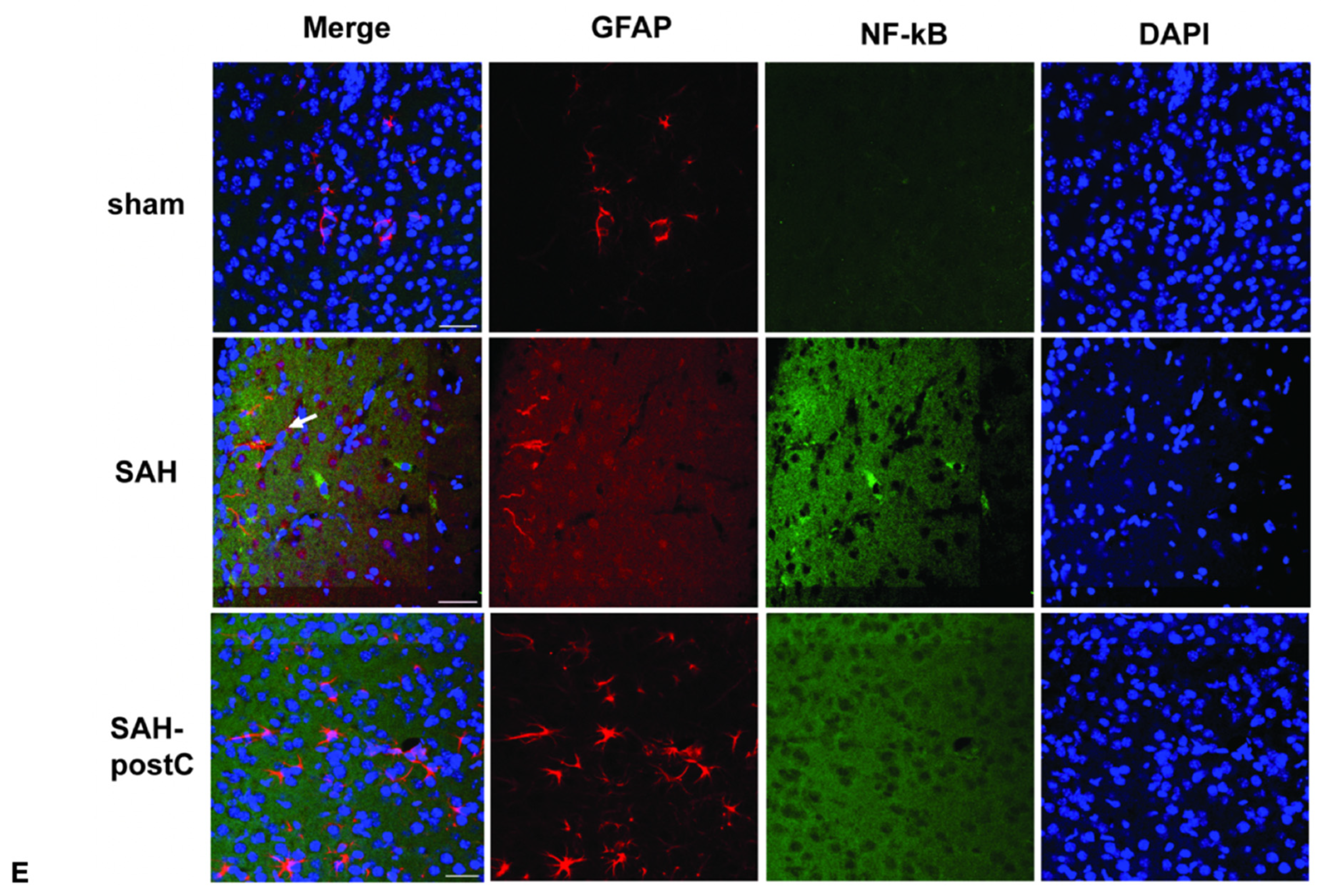 Biomedicines 11 01163 g003c