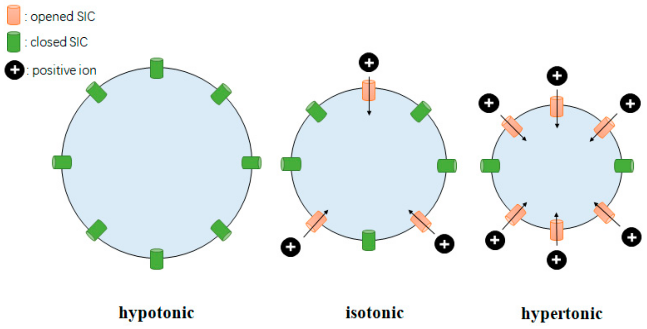 Biomedicines 11 01164 g005 Biomedicines 11 01164 g005